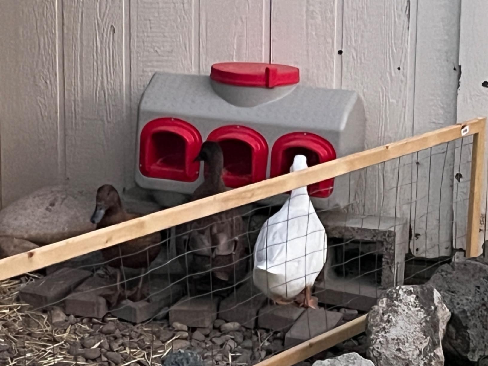 OverEZ Chicken Feeder - Holds 50 Pounds of Feed - Large Gravity Fed Automatic Poultry Dispenser - No Waste Rainproof Design customer photo 1