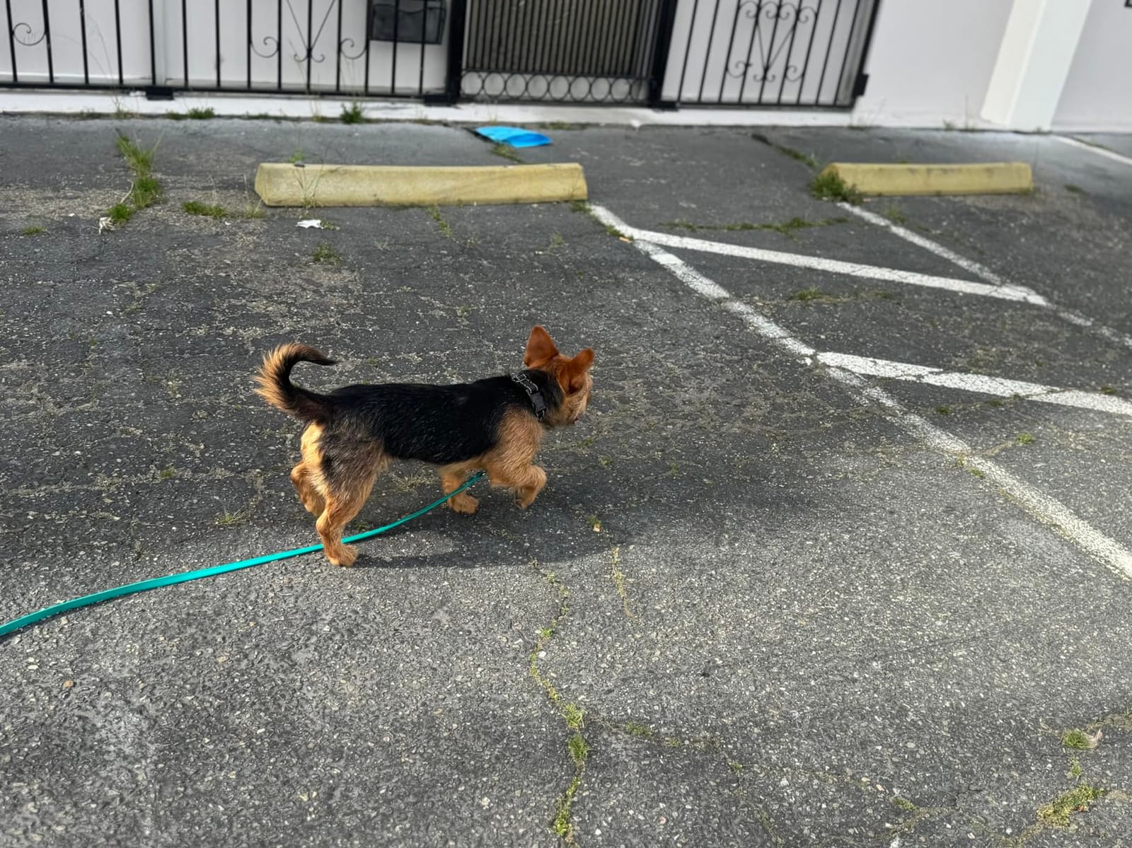Waterproof Long Dog Leash Recall Training Lead 5 10 16 30 50 Foot for Large Medium Small Dogs Outdoor Training Walking Playing and Camping customer photo 2