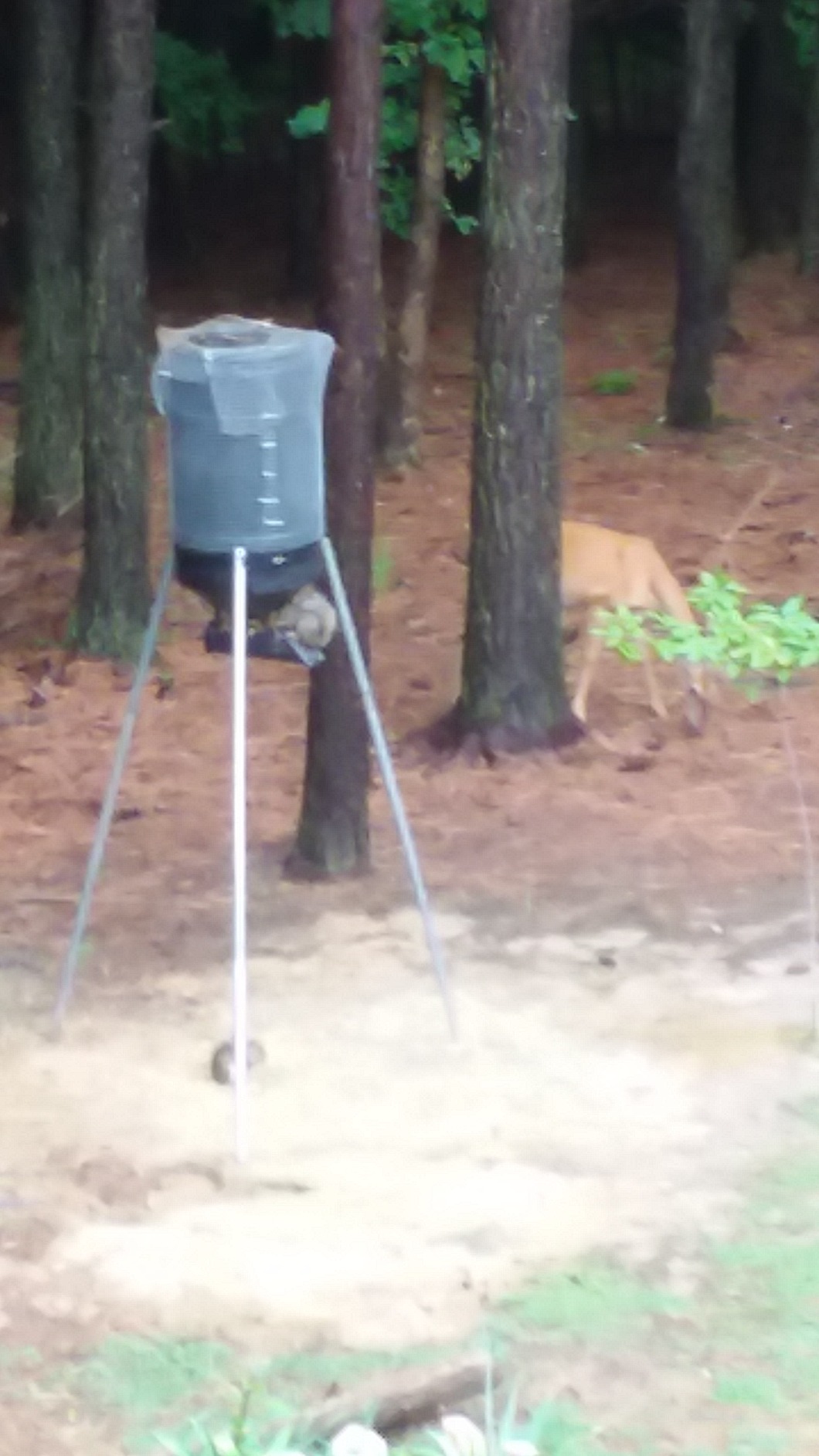 American Hunter Sunslinger Digital Weather Resistant Hunting Deer Game Feeder Kit with Integrated Solar Panel customer photo 1