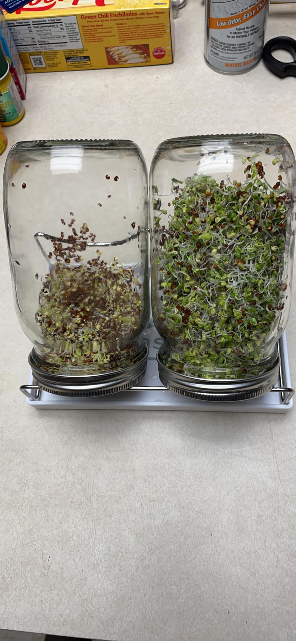 Sprouting Jar Kit-2 Wide Mouth Quart Mason Jars with 316 Stainless Steel Screen Sprout Lids, Drip Tray, Stand | Seed Sprouter Set for Growing Broccoli, Alfalfa, Mung Bean customer photo 2