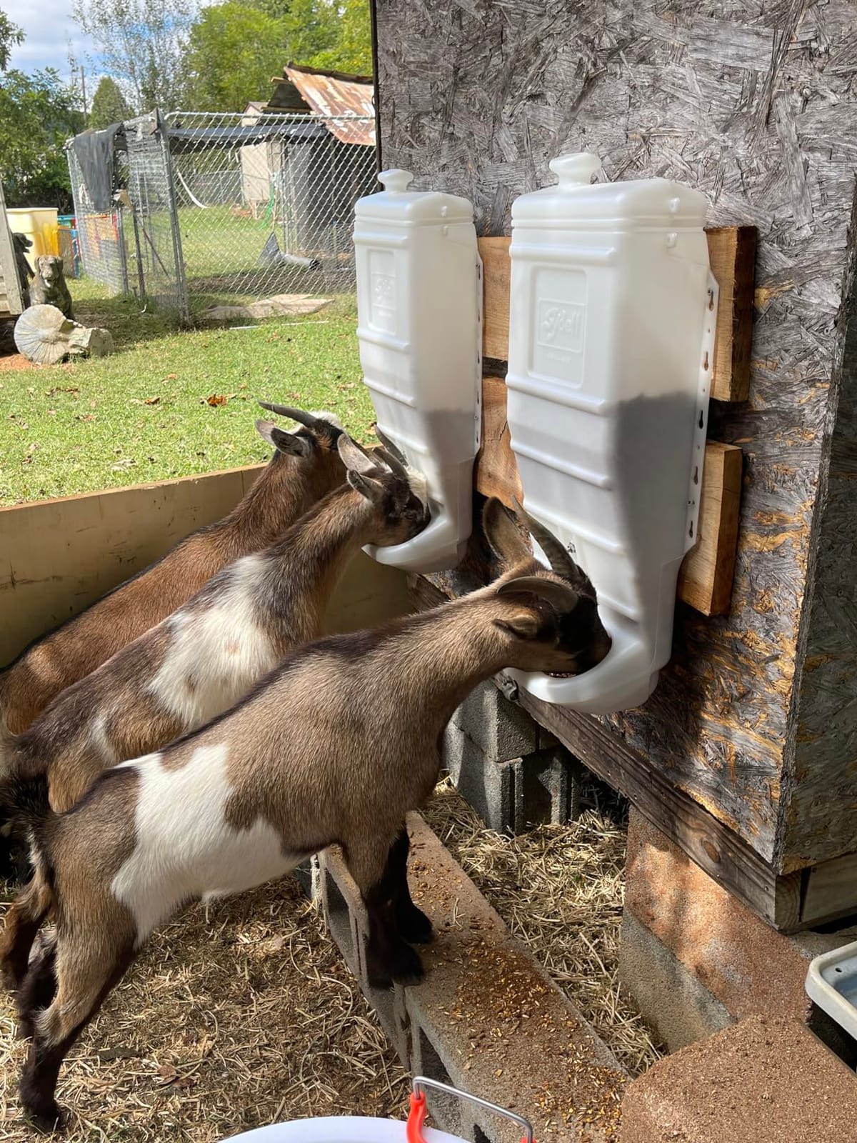 Sheep and Goat Grain Mineral Feeder, Large Outdoor Forage Grain Feeding System, Supports Up to 10 Small Livestock, Weather Resistant Heavy-Duty Plastic, Fence Mounted customer photo 1