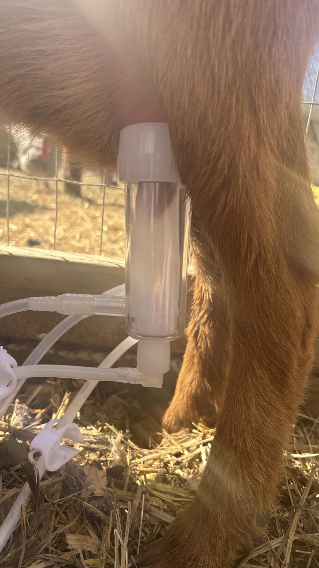 3L Goat Pulsation Vacuum Electric Milking Machine, Automatic Pulsation Breast Pump with 2 Teat Cups Stainless Steel Bucket for Goat customer photo 1