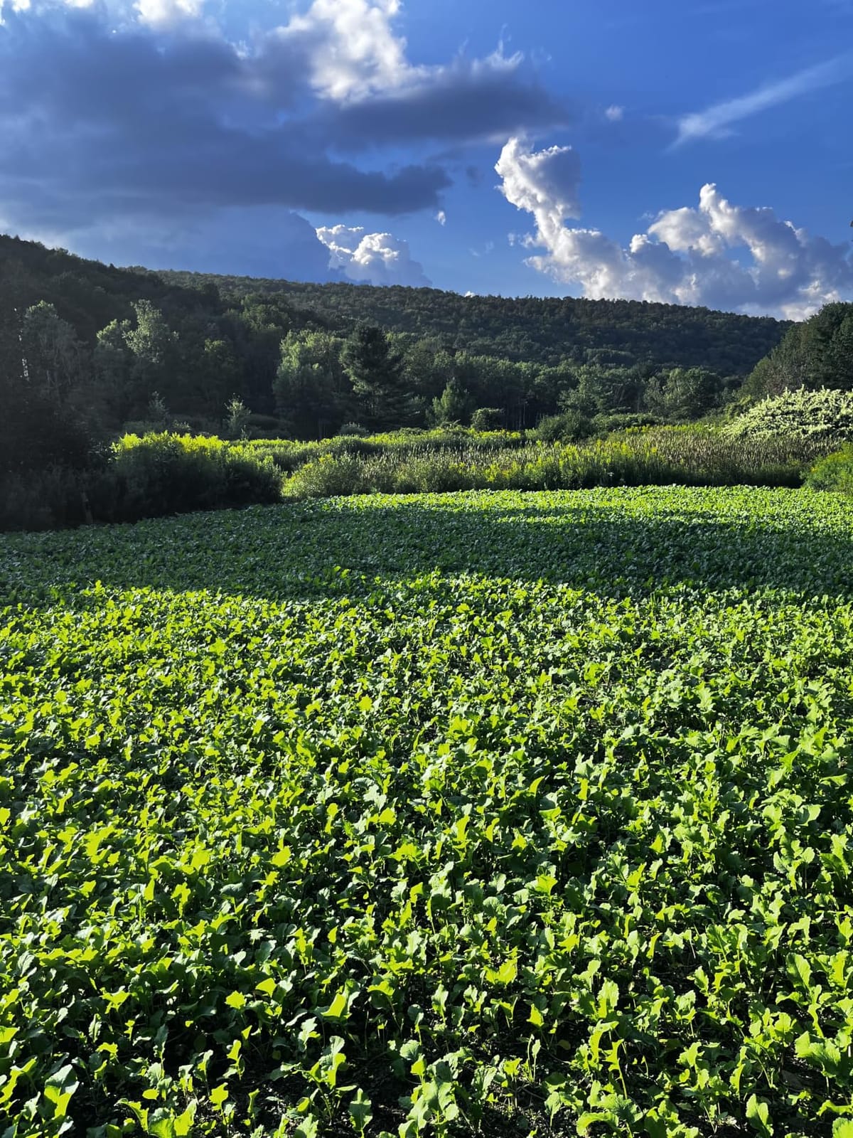 No Till Annual Mix - Throw and Grow Clover, Rye, Turnip, Brassica, Oats - No Plow Food Plot Seed for Deer - 10 lbs customer photo 1