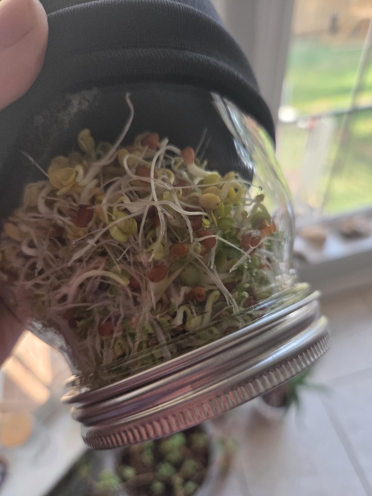 Lulonpon Sprouting Kit, 2 Sprouting Jar Kits, Wide Mouth Quart Mason Jars with Stainless Steel Screen Sprout Lids,1000ml, Stand and Canning Brush,Seed Sprouter Set for Growing Broccoli, Alfalfa customer photo 1