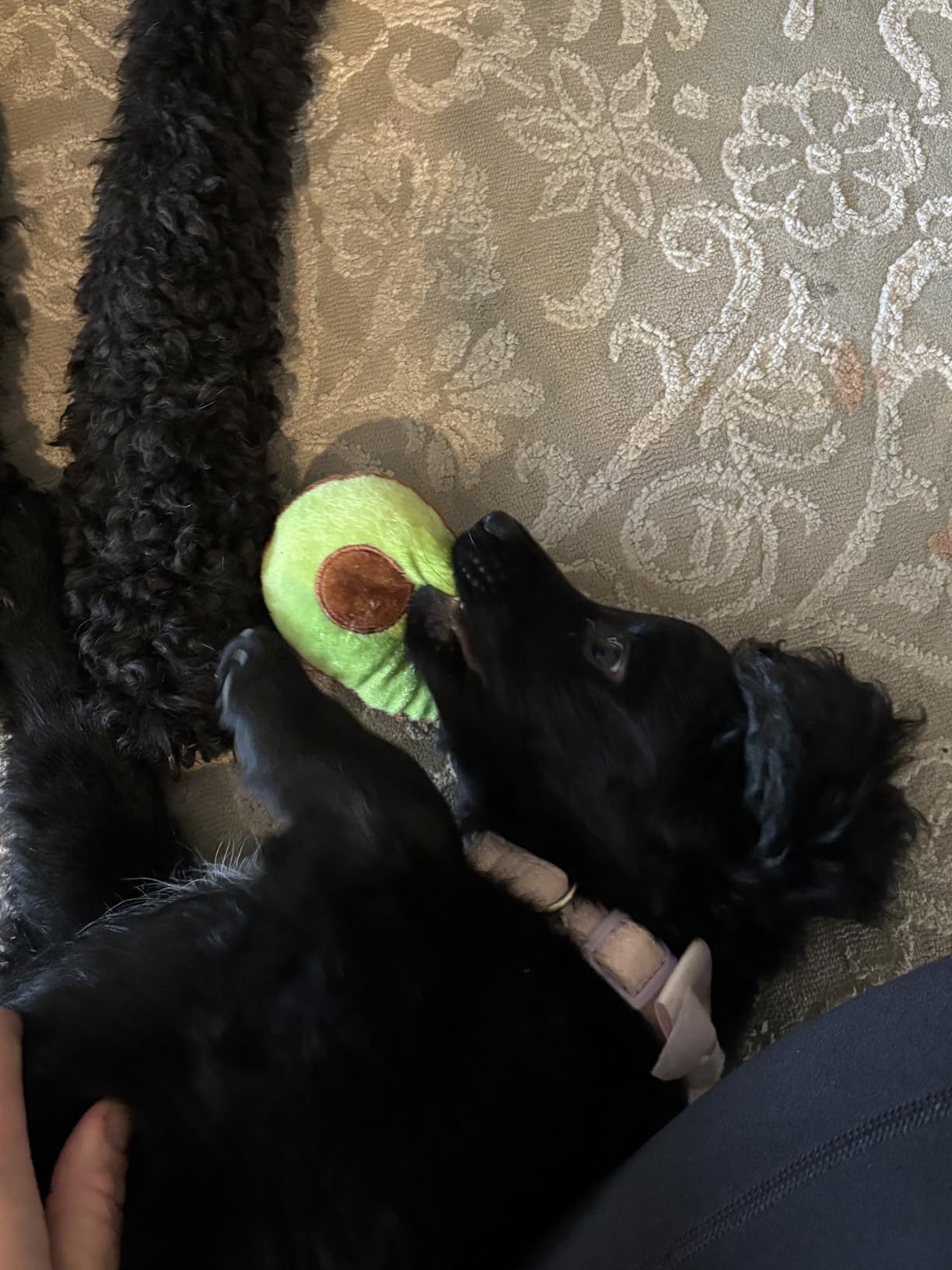 Zeaxuie 9 Pack Luxury Puppy Toys for Teething Small Dogs, Puppy Chew Toys with Cute Squeaky Dog Toys, Ball and More Rope Dog Chew Toys customer photo 1
