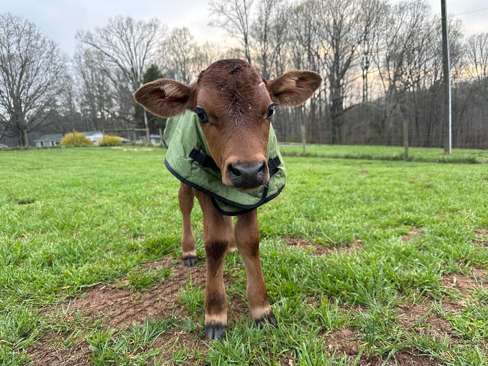 Calf Blanket Calves Warm Clothes Calf Saver Coat, Sheep Goat Blanket, for Keep Cows Goats Sheeps Warmming, Thickened Belly Protection customer photo 1