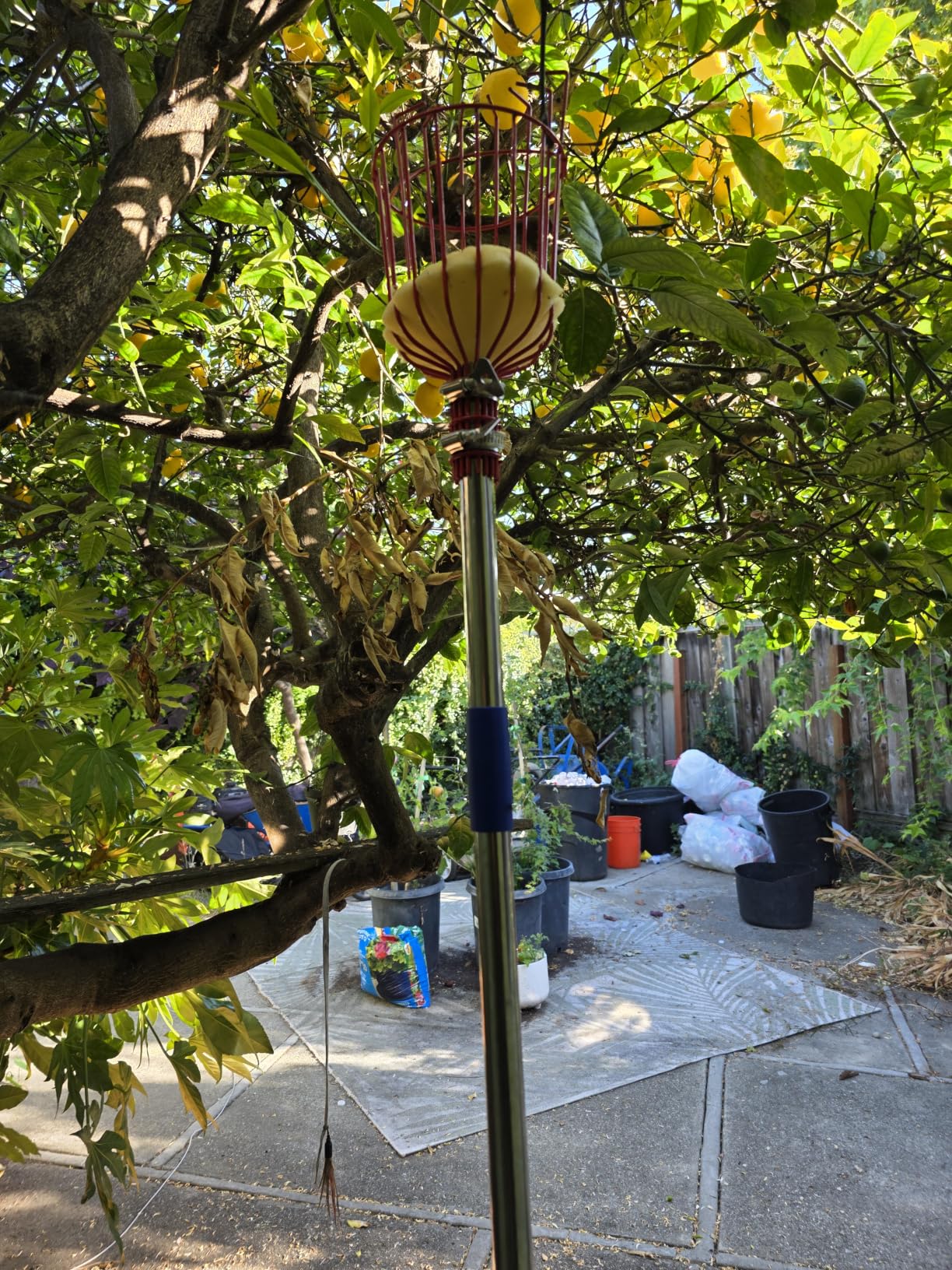 DonSail Fruit Picker Pole Tool with Basket Long Handle, 35-65 Inch Adjustable Apple Orange Picker Pole Tool with Basket for Avocado Acorn Lemon Pear Mango Tree Picker customer photo 2