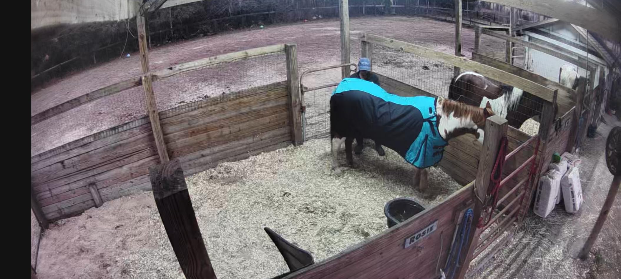 Challenger 1200D Horse Turnout Waterproof Heavy Weight Winter Blanket 5EE20LG customer photo 1