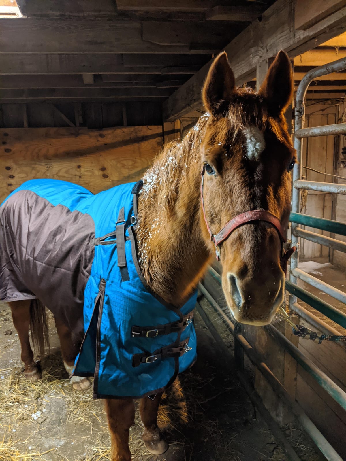 Challenger 1200D Horse Turnout Waterproof Heavy Weight Winter Blanket 5EE20LG customer photo 2