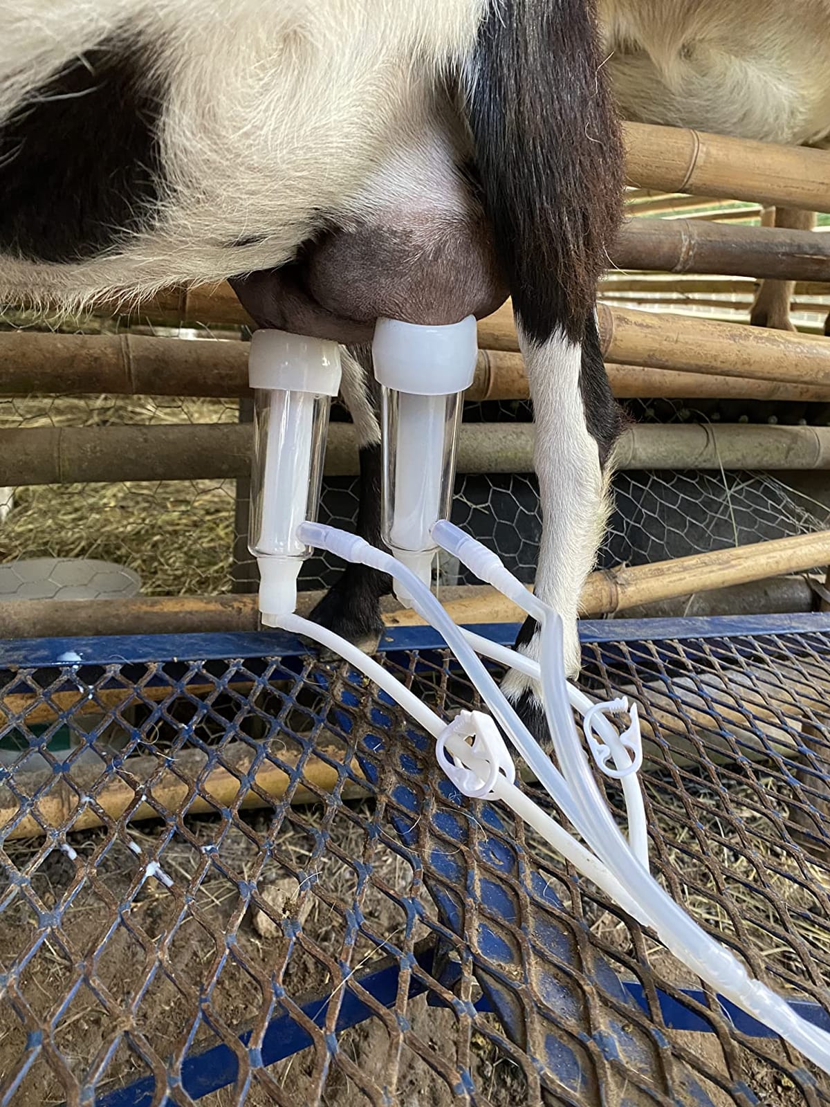 6L Goat Milking Machine, Pressure Gauge Pump Goat Milker (Pro Plus) | Hantop UnitedFarm, Portable Rechargeable Pump, Pulsation System, Speed Adjustable, Auto Stop, SUS304 Stainless Steel Bucket customer photo 1