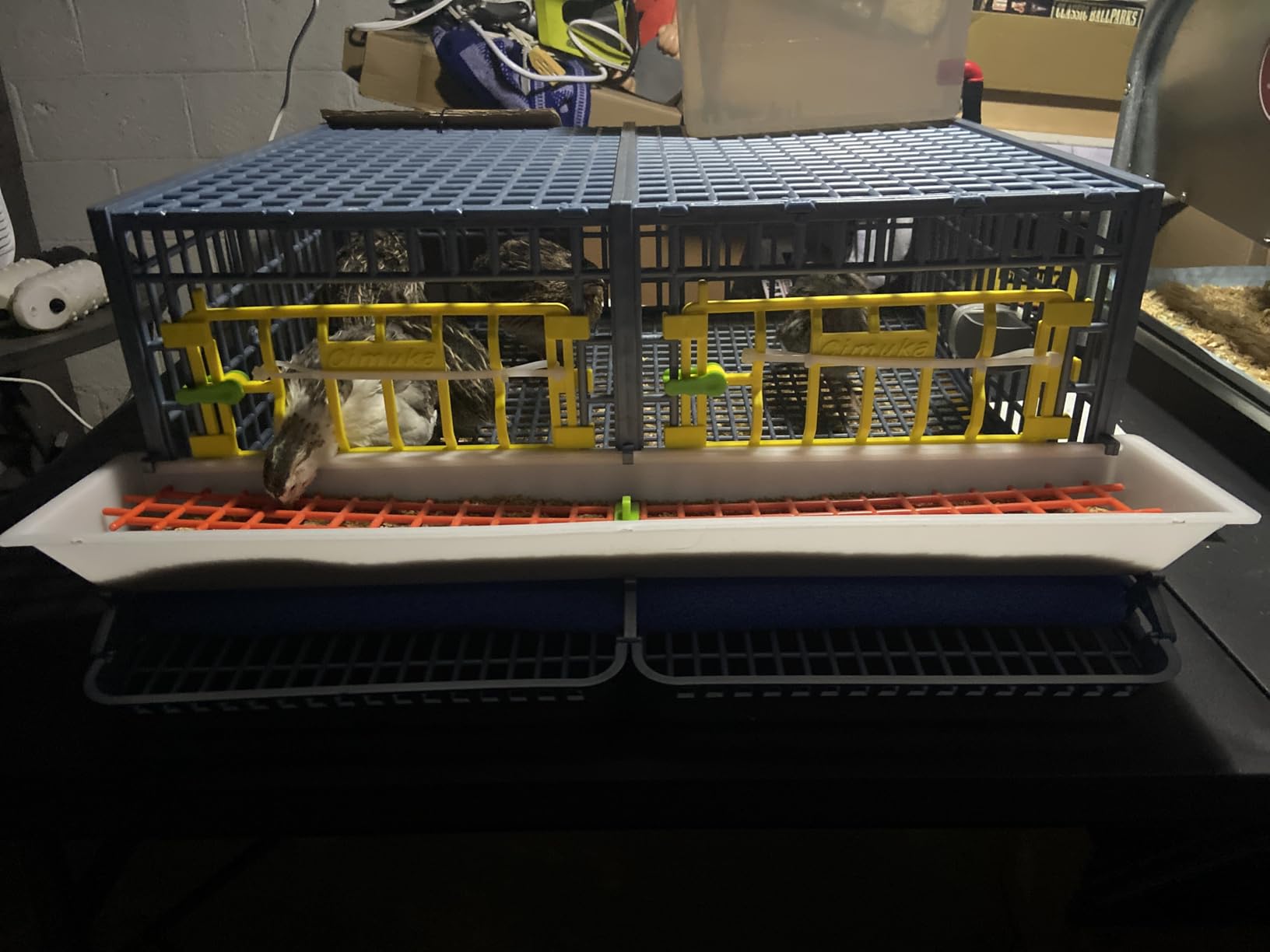 Hatching Time Quail Breeding Cage Indoor - 2 Section Coop, Easy Clean, Rust-Free PP Plastic, Removable Middle Wall, Comfortplast Design for Breeding & Egg Collection by Cimuka customer photo 1