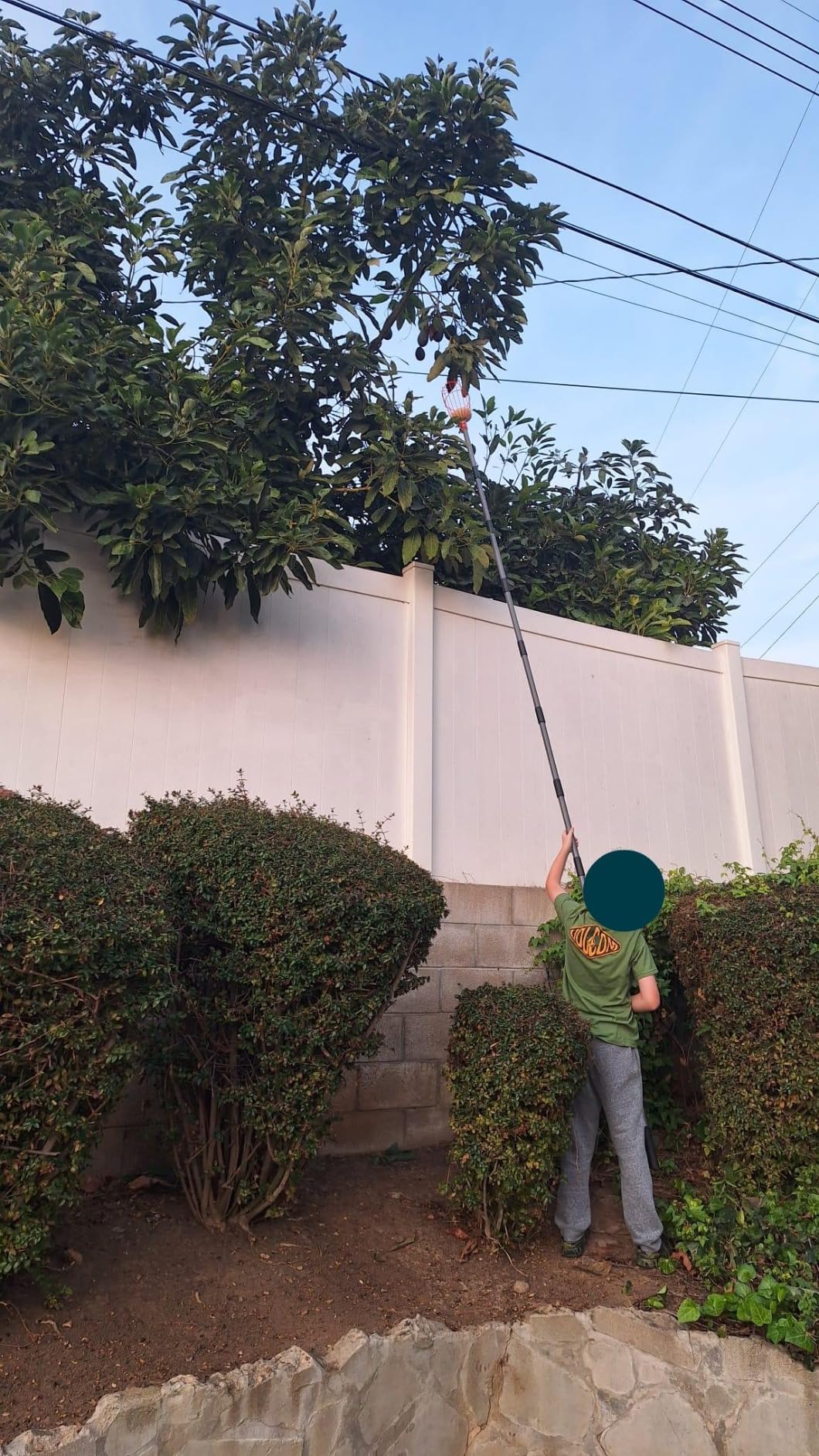Walensee 13FT Fruit Picker Pole with Basket, 35-158 Inch Adjustable Mango Picker Tool, Stainless Steel Telescoping Cherry Picker for Tree, Apple Pear Lemon Orange Avocado Picking customer photo 2