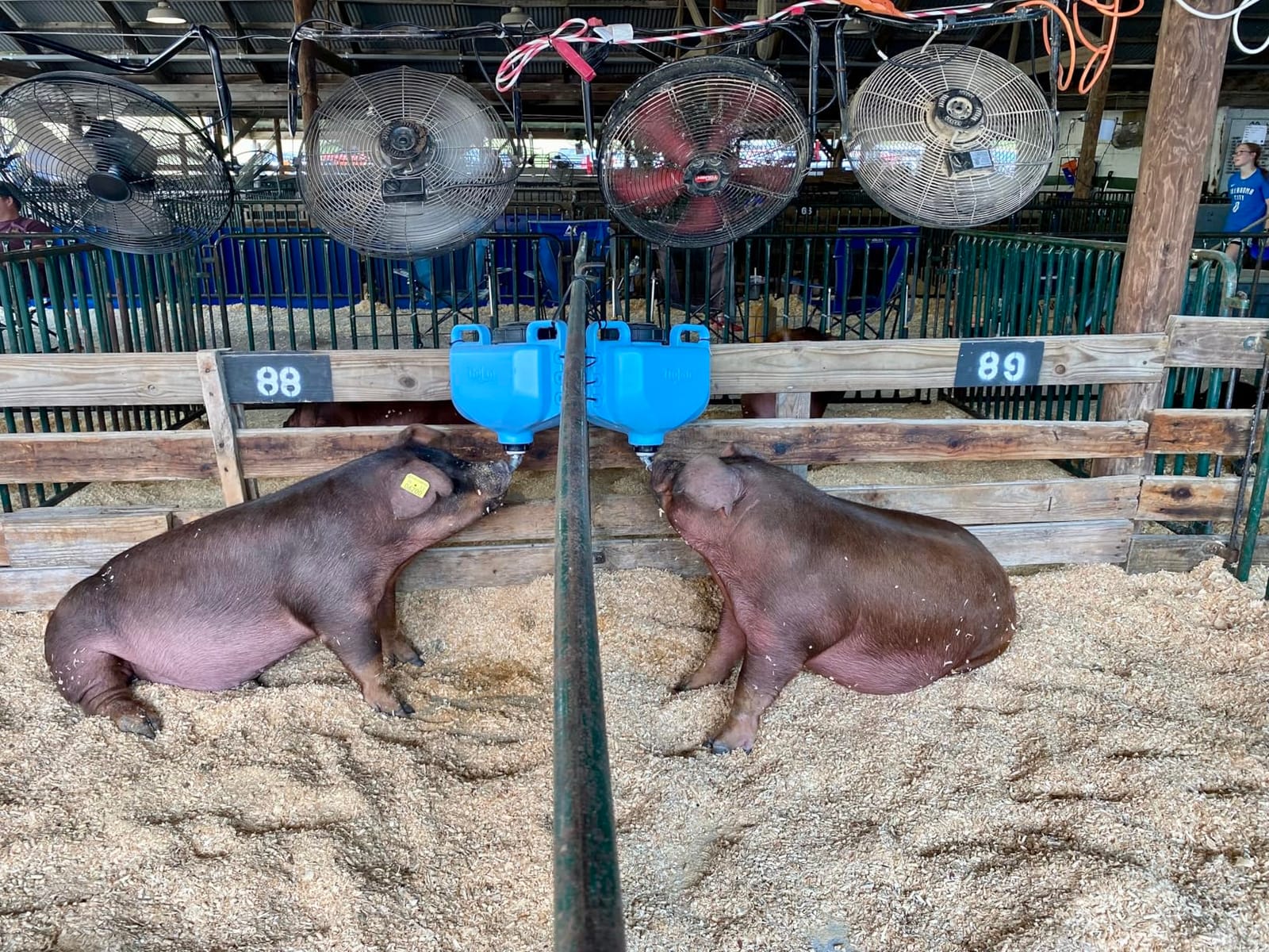 Trojan Speciality Products 4-Gallon, Corner Mount, Pen Waterer for Swine customer photo 1