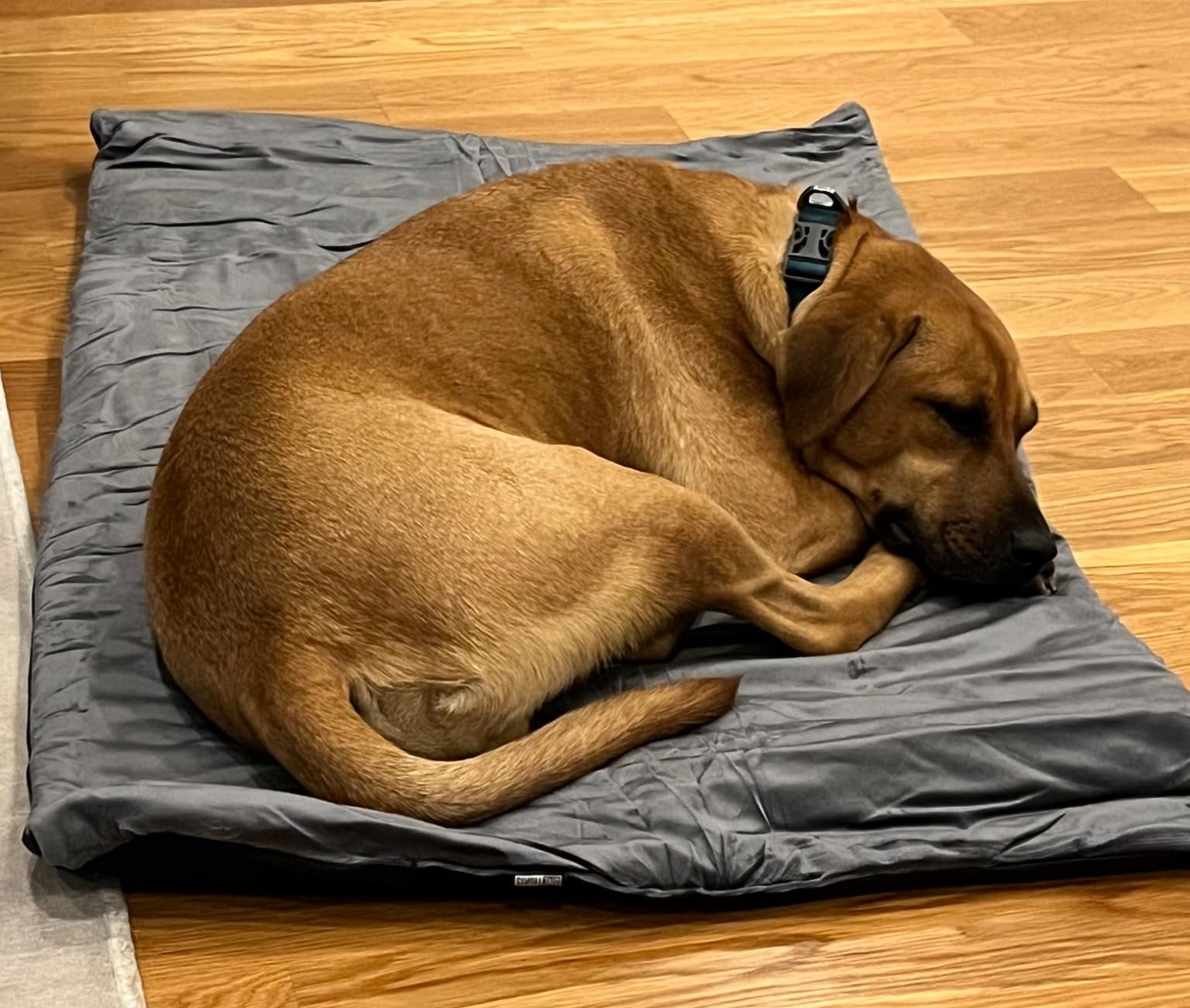 ONETIGRIS Travel Dog Bed - Portable, Washable, Waterproof Anti-Slip Green | Dog Camping Bed, 3.6ft by 2.2ft Outdoor Indoor Bed Mat Cushioned Plush Warm Puppy Mattresses customer photo 1