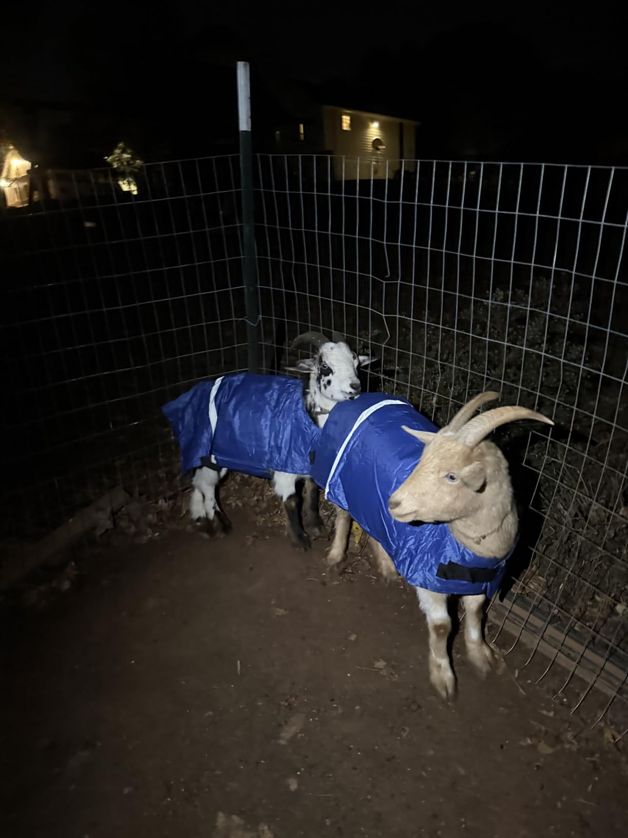 2 Pcs Calf Blanket Waterproof Windproof Warming Coat Livestock, Blue | Adjustable Straps Secure Fit, Reflective Strips Visibility, Newborn Calves Goats, Cold Weather Farm Barn Protection customer photo 2
