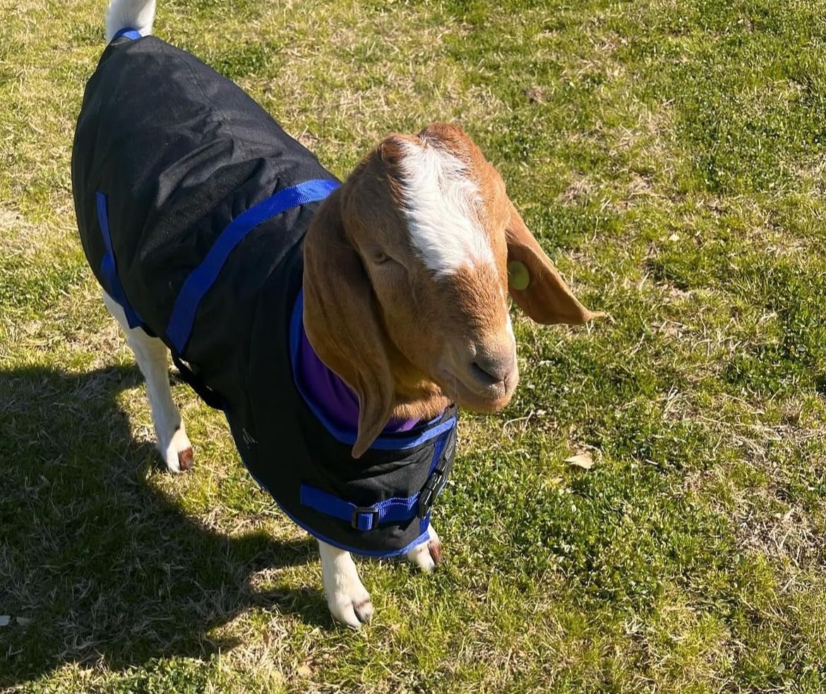 AniMac Super Calf Jacket for Calves, Sheep, Alpaca, Goats and Dogs - Premium Waterproof Livestock Coat - Breathable - Synthetic - Machine Washable customer photo 1
