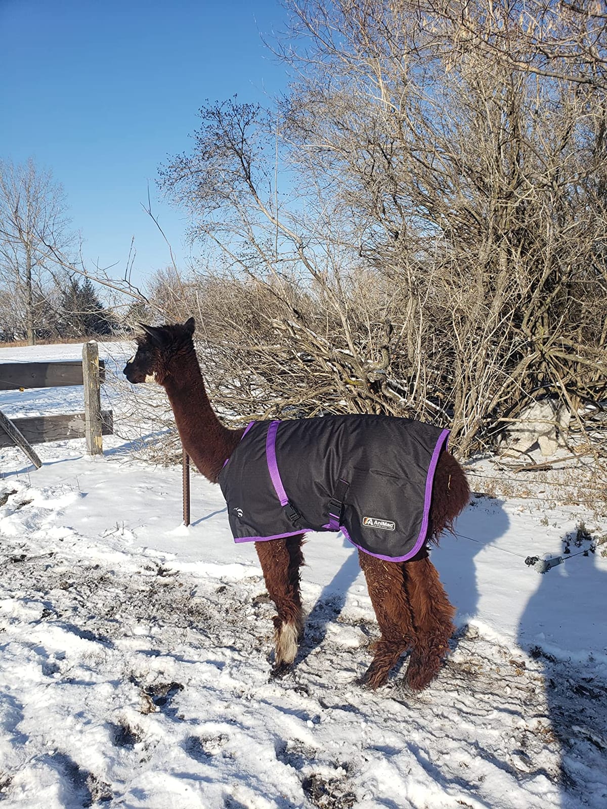 AniMac Super Calf Jacket for Calves, Sheep, Alpaca, Goats and Dogs - Premium Waterproof Livestock Coat - Breathable - Synthetic - Machine Washable customer photo 2