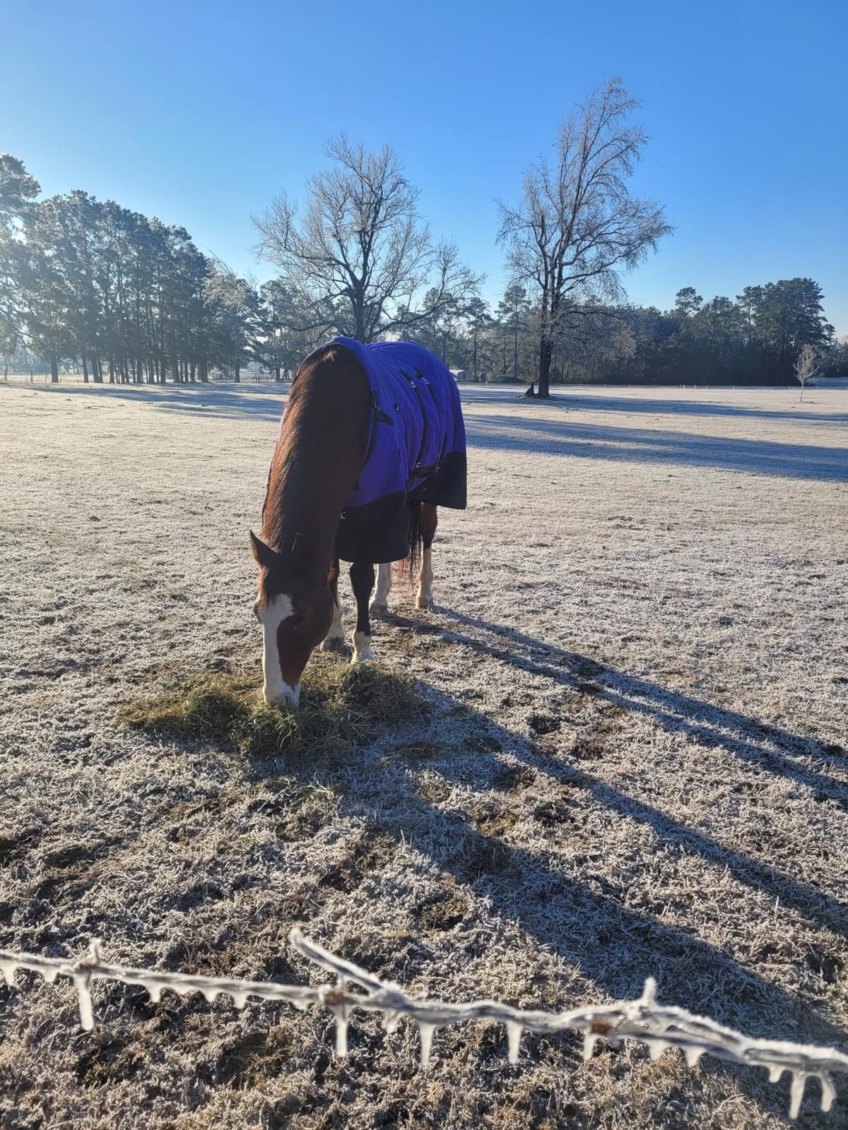HILASON 1200D Winter Waterproof Turnout Horse Blanket | 600D polyester, 400g poly fill, belly wrap, shoulder gussets, fleece withers, insulated tail flaps customer photo 1