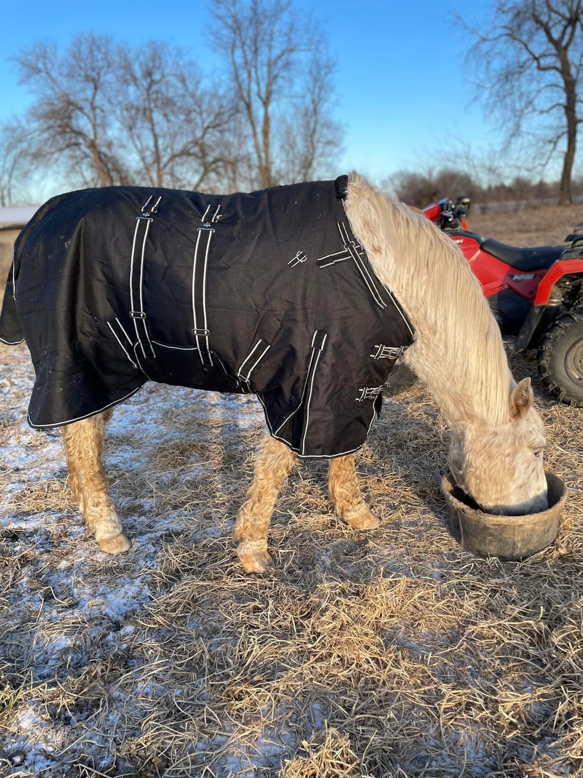HILASON 1200D Winter Waterproof Turnout Horse Blanket | 600D polyester, 400g poly fill, belly wrap, shoulder gussets, fleece withers, insulated tail flaps customer photo 2