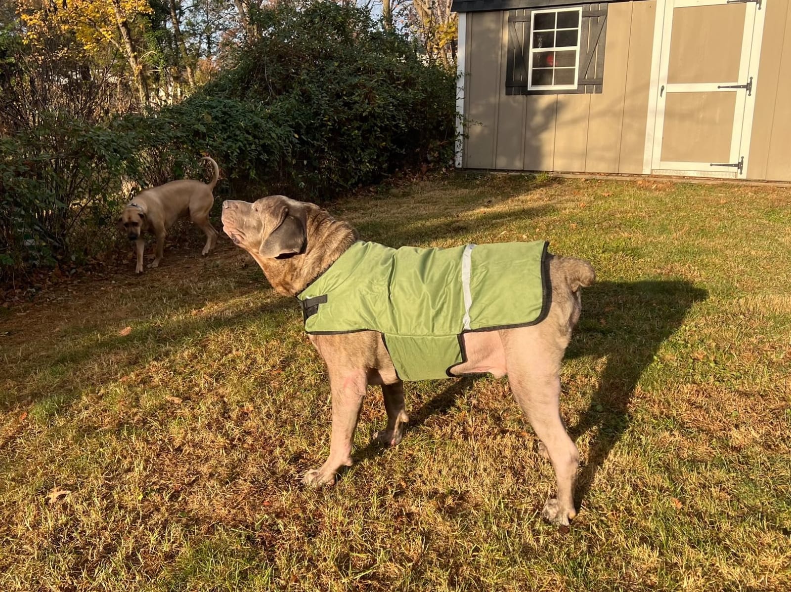 Fleece Calf Blankets Jacket for Calves - Calf Coat Keep Warmming, Soft Calf Cow Goat Dog Warm Clothes Comfortable Freezing Resistance Cold Proof Oxford Cloth Waterproof customer photo 1
