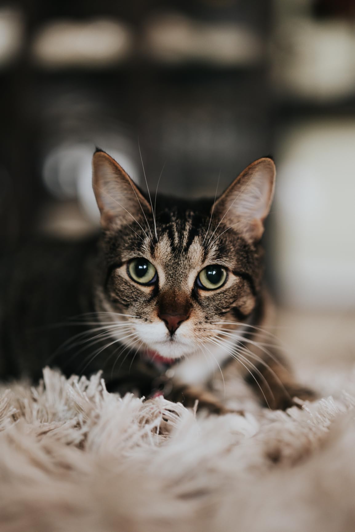 Sony FE 50mm F1.4 GM Lens (Sony E) customer photo 2