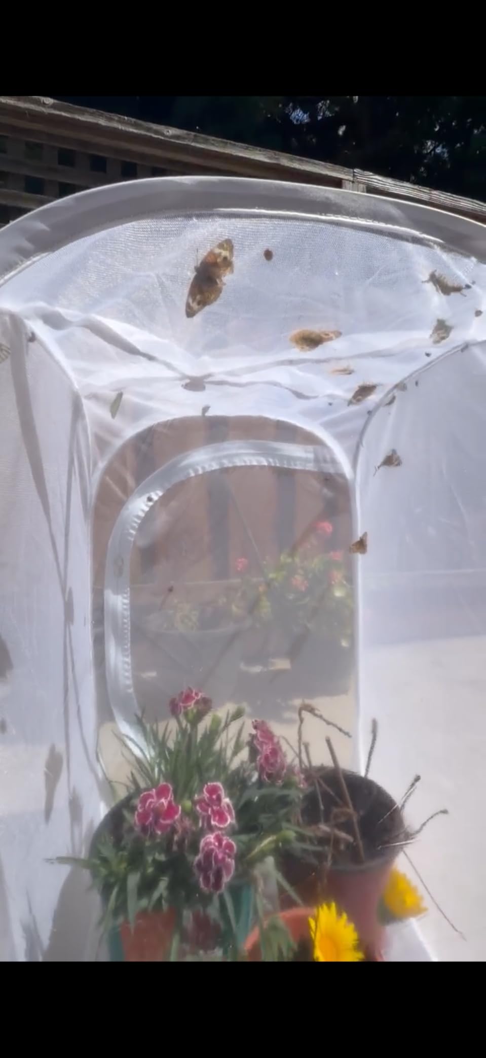 Pop-up Butterfly Habitat Enclosure with High-Clear PVC Panel & Fine Mesh | 16