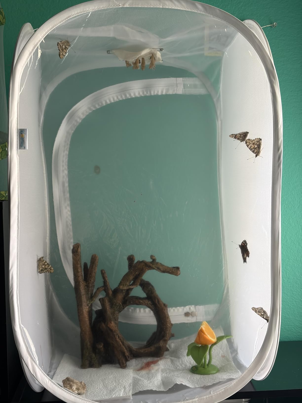 Pop-up Butterfly Habitat Enclosure with High-Clear PVC Panel & Fine Mesh | 16
