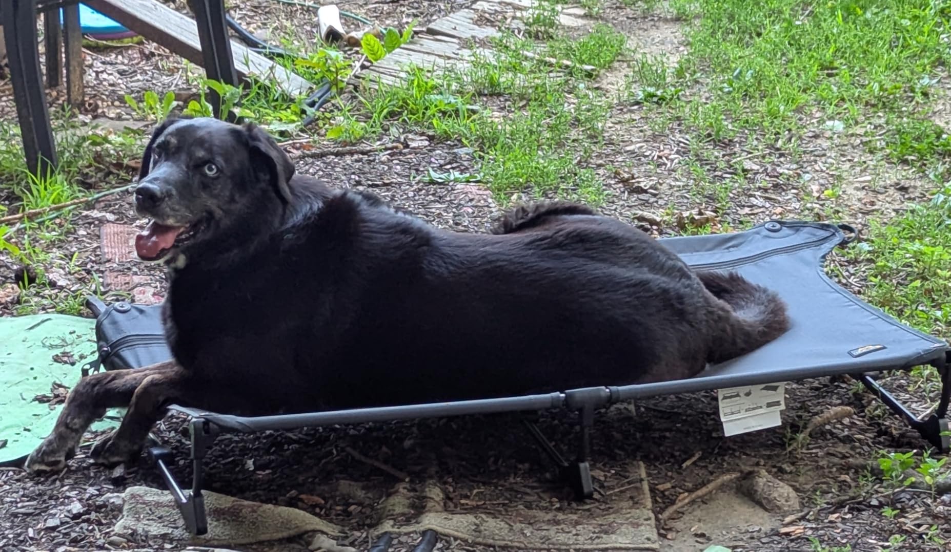 CANINE CANYON Folding Raised Dog Cot, Large Outdoor Elevated Dog Bed with Upgraded Non-Slip Feet, Cooling Chew Proof Portable Heavy Duty Pet Cot Up to 160 lbs for Camping/Home, Dark Blue, 43