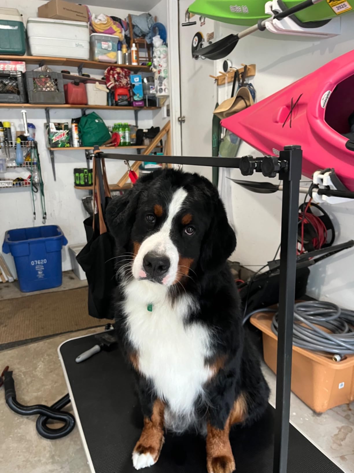 LEIBOU 45'' Height Adjustable(23''~33.8'') and Foldable Pet Dog Grooming Table Heavy Duty Iron Frame with H-Shape Grooming Arm & Noose, Maximum Capacity Up to 260lbs, Black customer photo 2