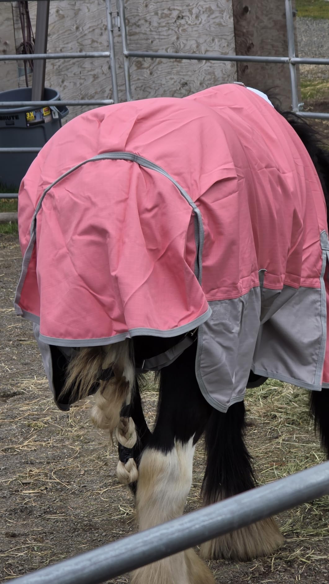 1200D Horse Blanket, 0g No-Fill Waterproof Turnout Rain Sheet | 1200D Ripstop Outer, Waterproof Breathable Shell, Anti-Rub Lining, 0g No-Fill, Keep Dry in Mud & Wet Weather, Large Tail Flap customer photo 2