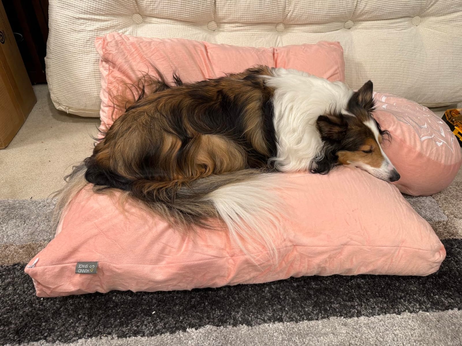 Meditation Cushion Set Zafu & Zabuton - Buckwheat Hull & Memory Foam, Adjustable Floor Pillow for Yoga, Meditation & Sitting, Removable Velvet Cover (Classic Black) customer photo 1