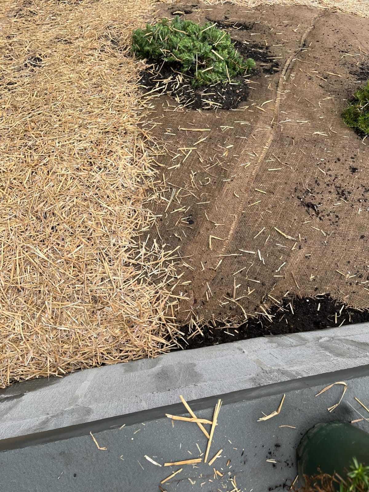 Farm Plastic Supply - Erosion Control Blanket - Straw Garden and Landscape Cover, Erosion Control Blanket, Straw Blanket, Erosion Control, Mulch, Slope Stabilizer, and Seed Protector (8' x 112.5') customer photo 1