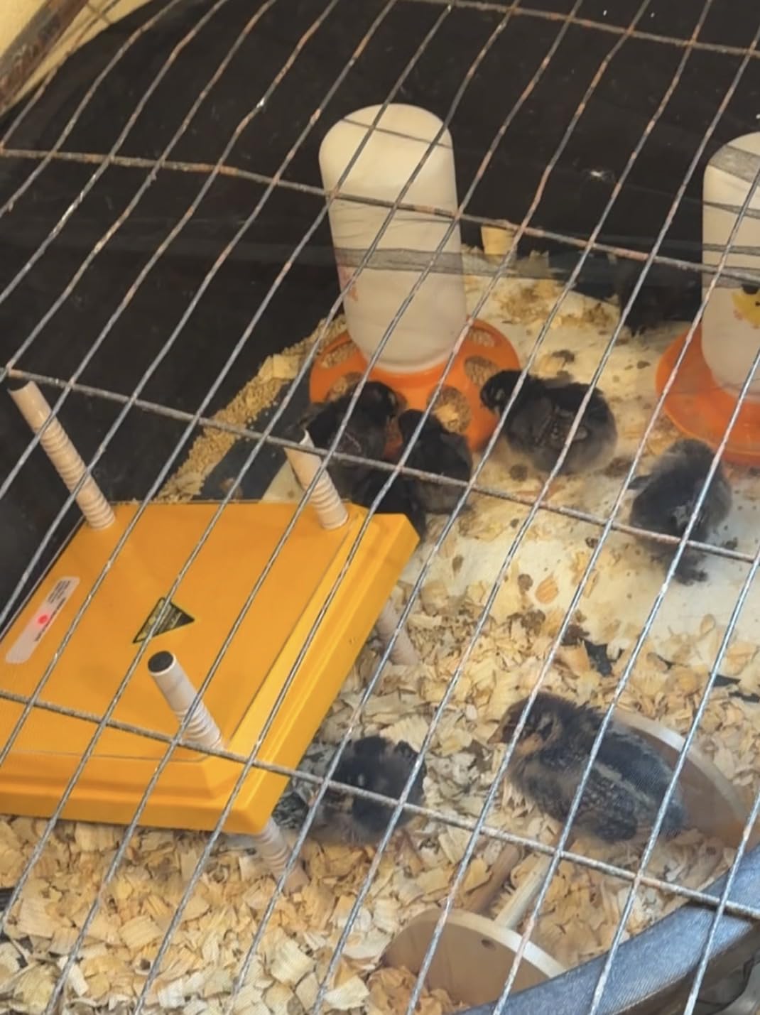 NUGRIART Brooder Heater for Chicks, 10