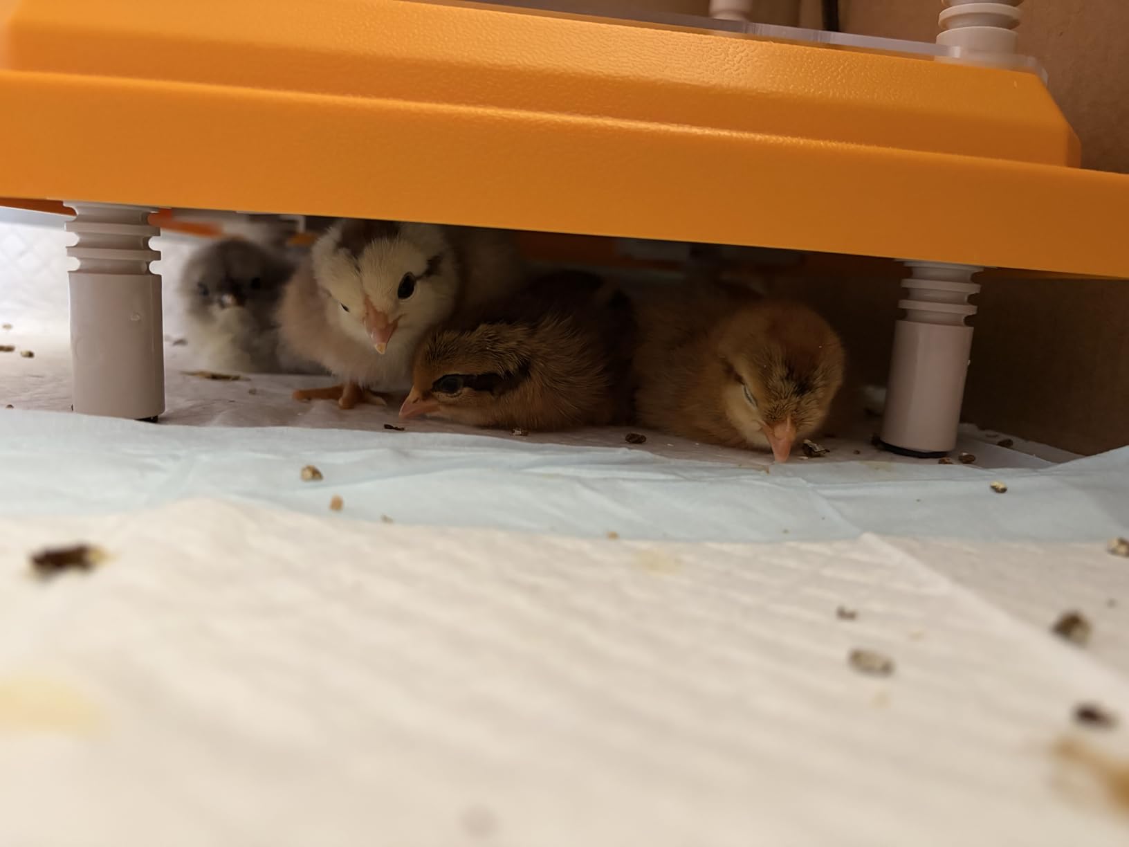NUGRIART Brooder Heater for Chicks, 10