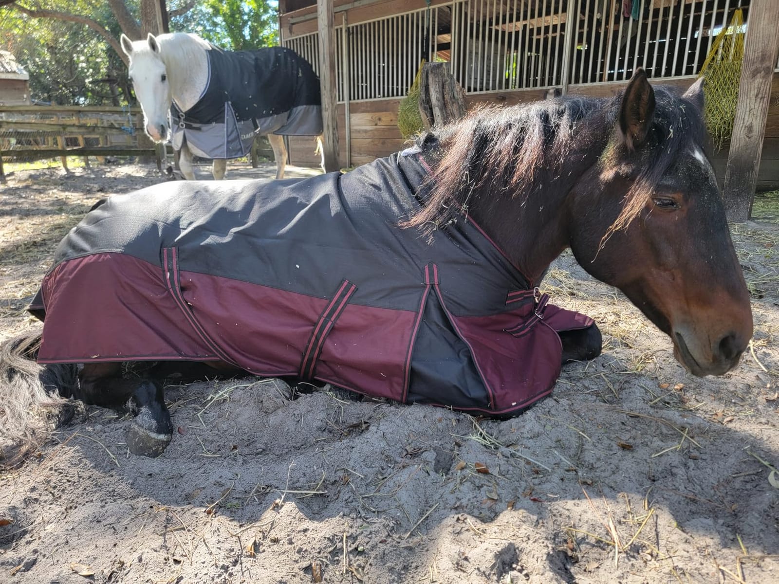 LEAFOREST 1200D Horse Blanket Waterproof Breathable Turnout (no Filling) Standard Neck Horse Sheet Blue Grey 78IN customer photo 2