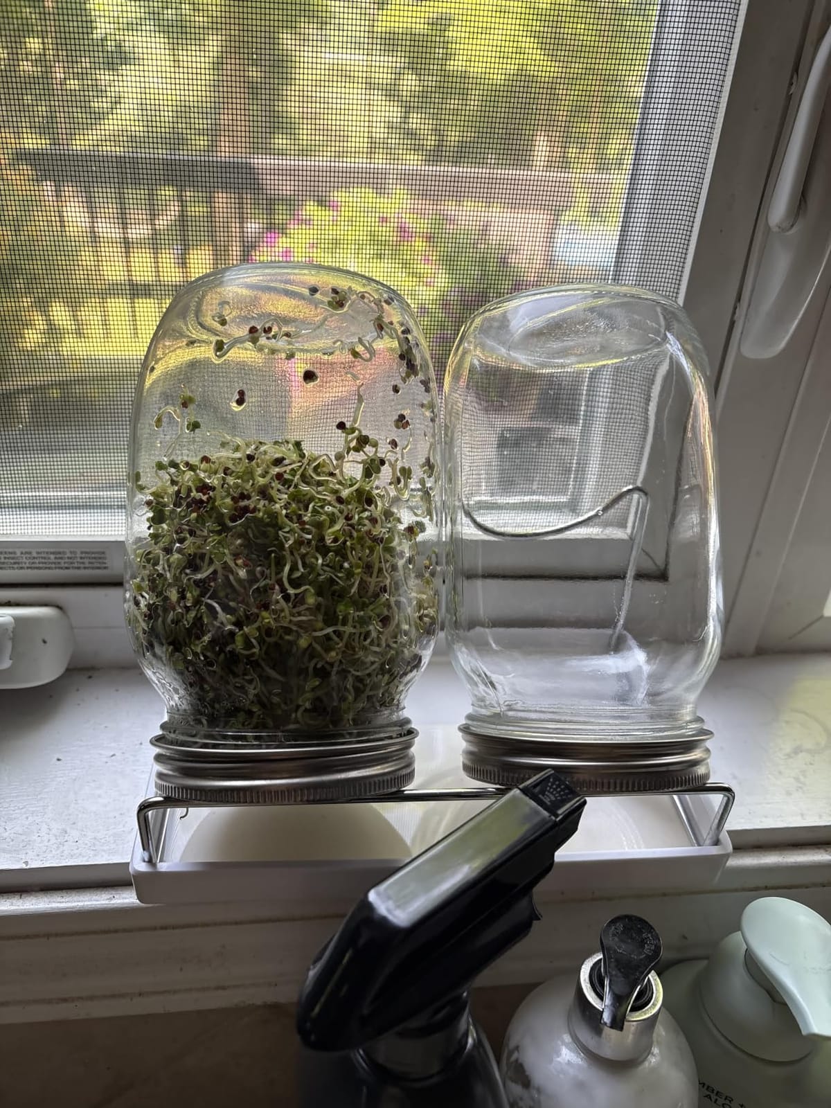 Sprouting Jar Kit Seed Sprouter Set for Growing Broccoli, Alfalfa, Mung Bea, Premium Stainless Steel Screen Sprout Lids, 2 Wide Mouth Mason Jars, Blackout Sleeves, Tray, Stand and Canning Brush customer photo 1