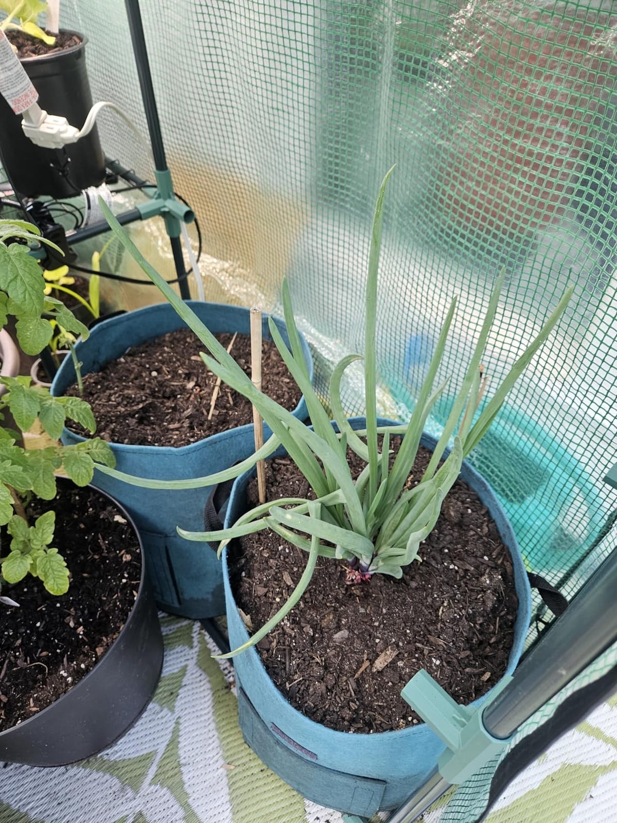 Greengro Greenhouse, 57 x 57 x 76