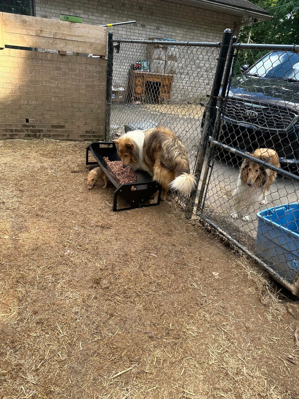 Pasture Feeder 44.2