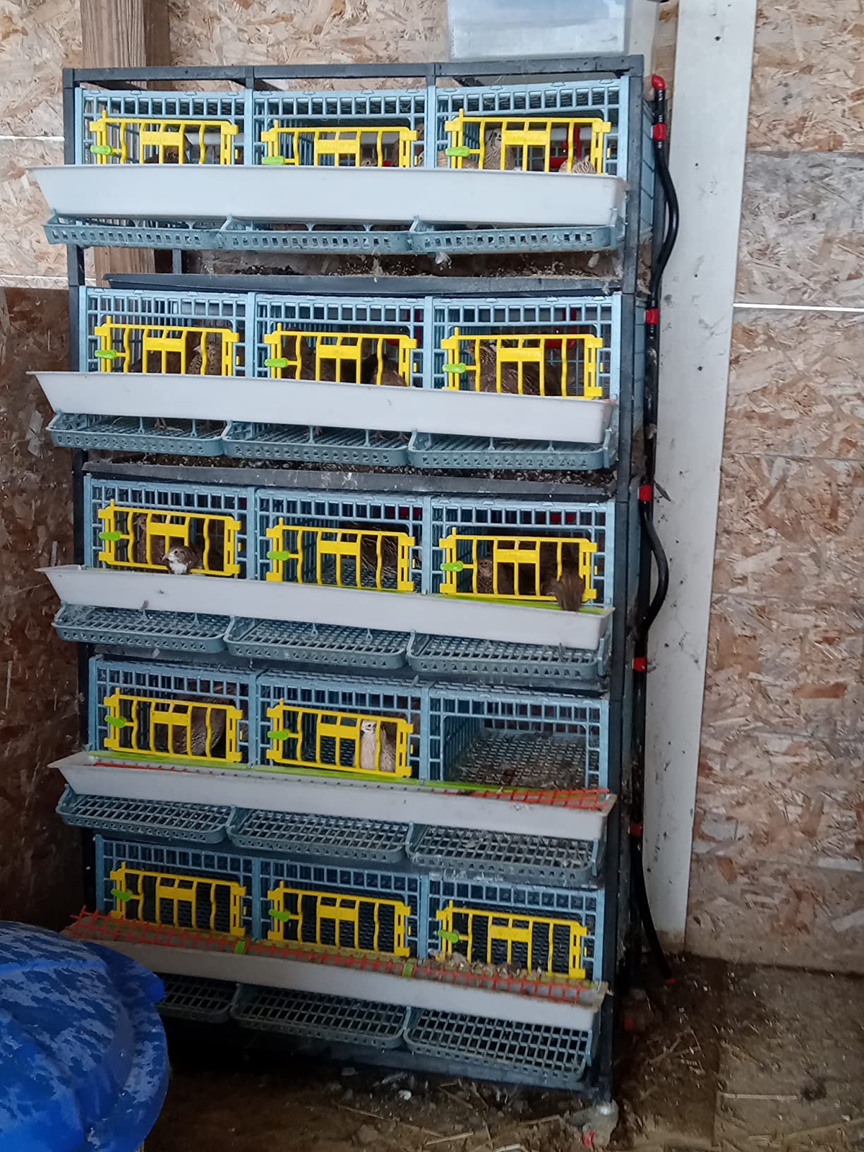 Cimuka Jumbo Quail Breeding Cage Indoor - 2 Layer Stackable Quail Pens & Coops | 38.6