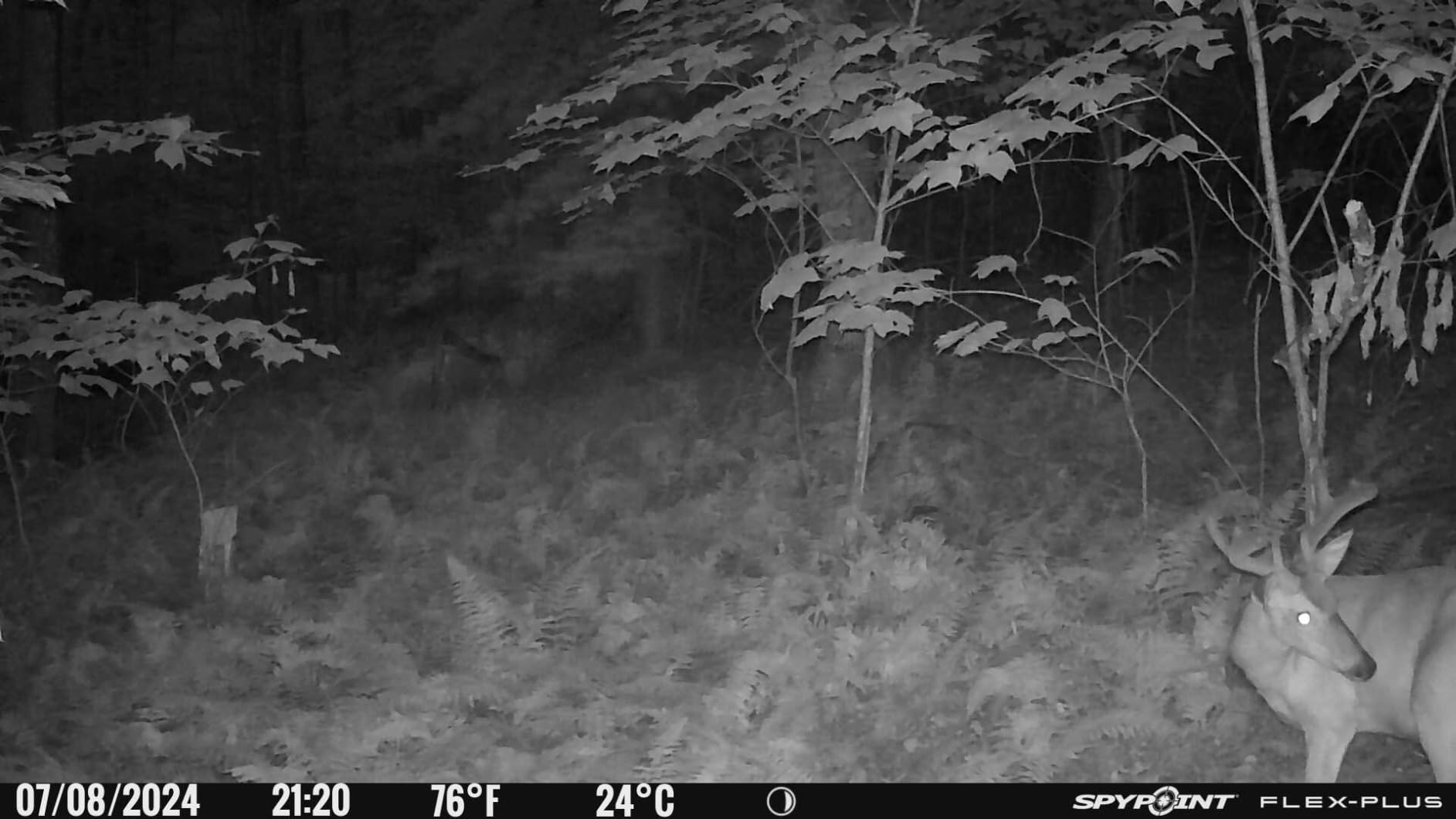 SPYPOINT Flex-Plus Cellular Trail Camera, 36MP Photos and 1080p Videos w/Sound, Double The Battery Capacity, GPS-Enabled, Dual-SIM LTE Connectivity, 100' Flash & Detection Range customer photo 1