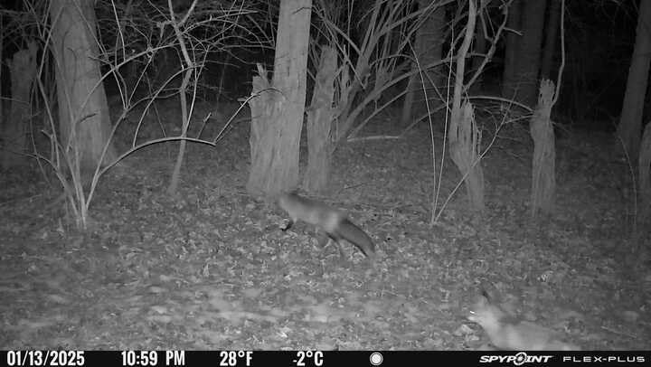 SPYPOINT Flex-Plus Cellular Trail Camera, 36MP Photos and 1080p Videos w/Sound, Double The Battery Capacity, GPS-Enabled, Dual-SIM LTE Connectivity, 100' Flash & Detection Range customer photo 2