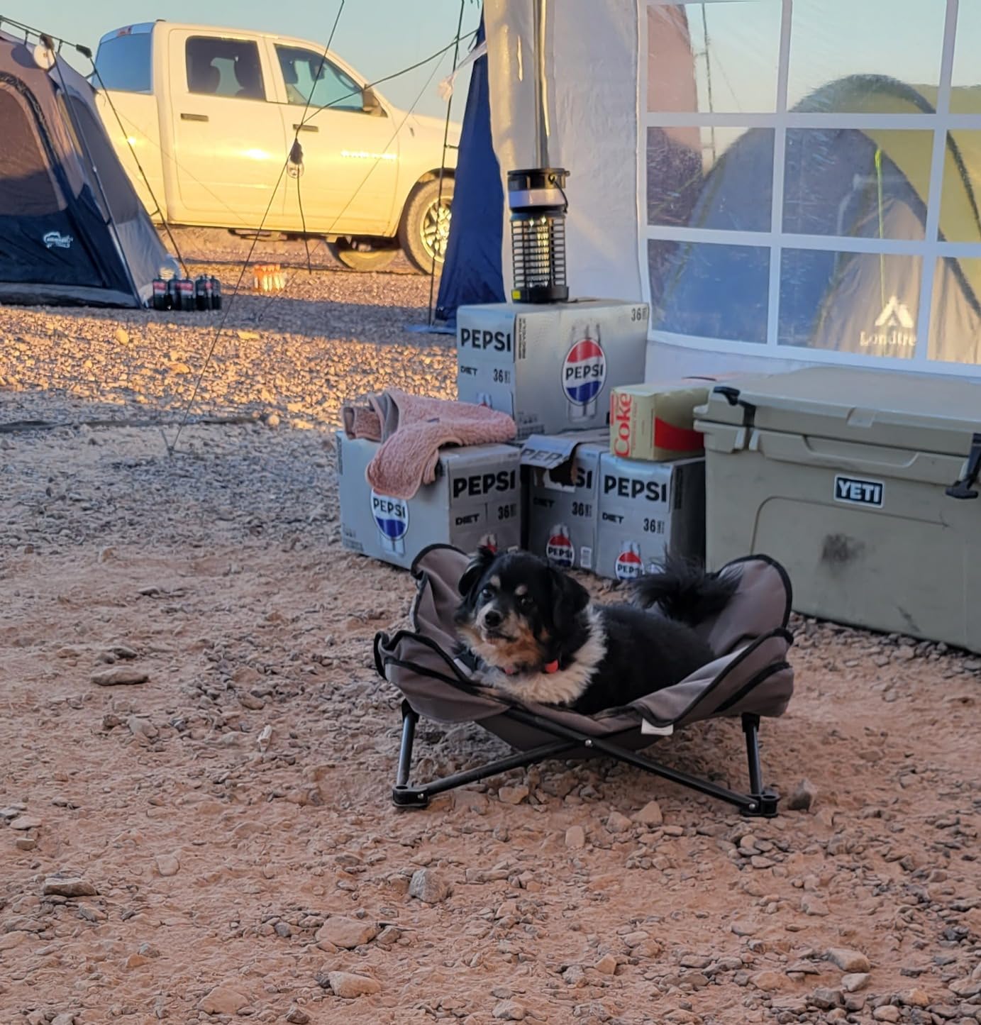 Trixie Camping Cot for Small Dogs up to 35 lb, 27.2