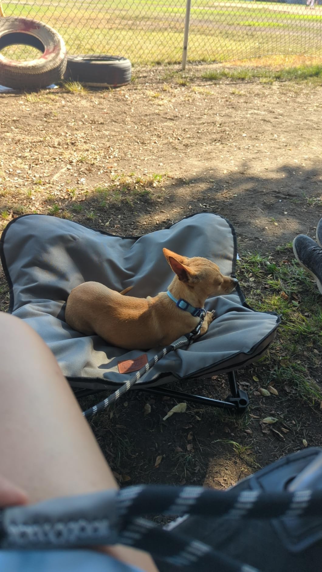 Trixie Camping Cot for Small Dogs up to 35 lb, 27.2