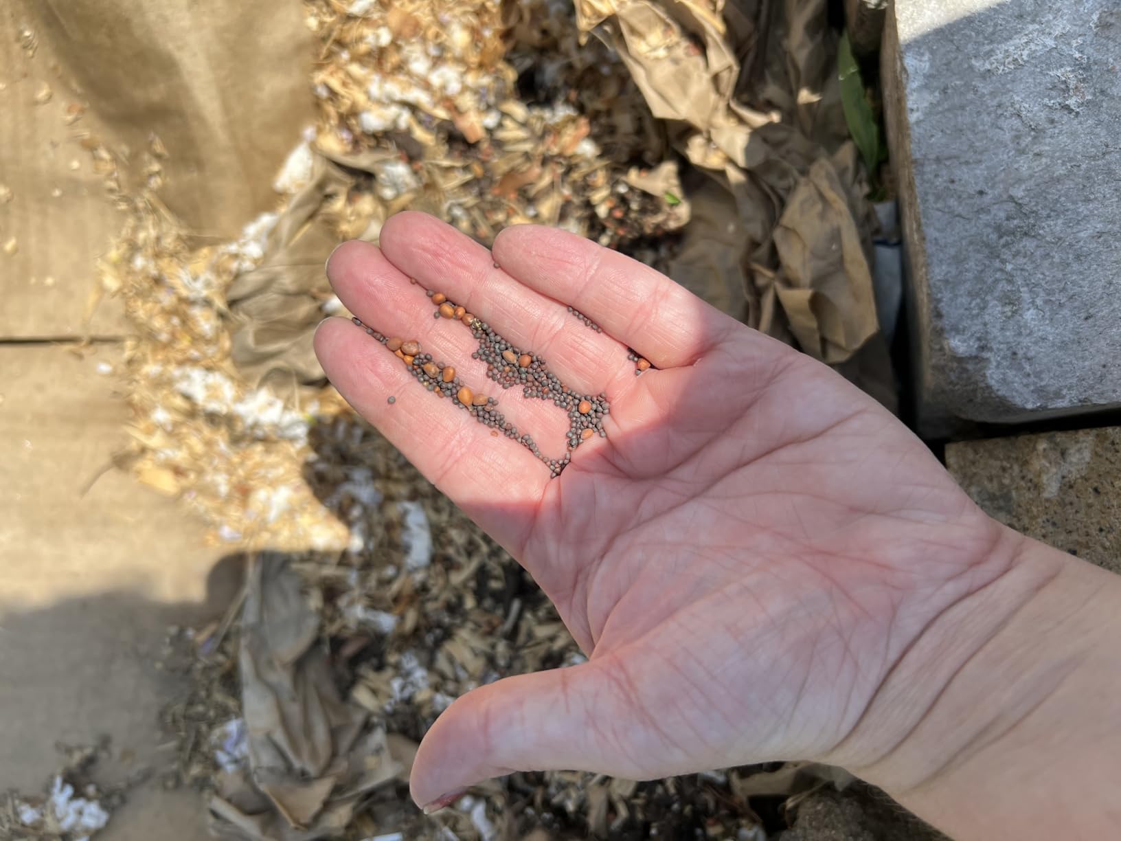 Big Bulbs, Bulk Fall Food Plot Seed Mix for Whitetail Deer & Wild Turkey, No Till & No Plow, Throw & Grow Radish, Turnip & Sugar Beet Seeds customer photo 1