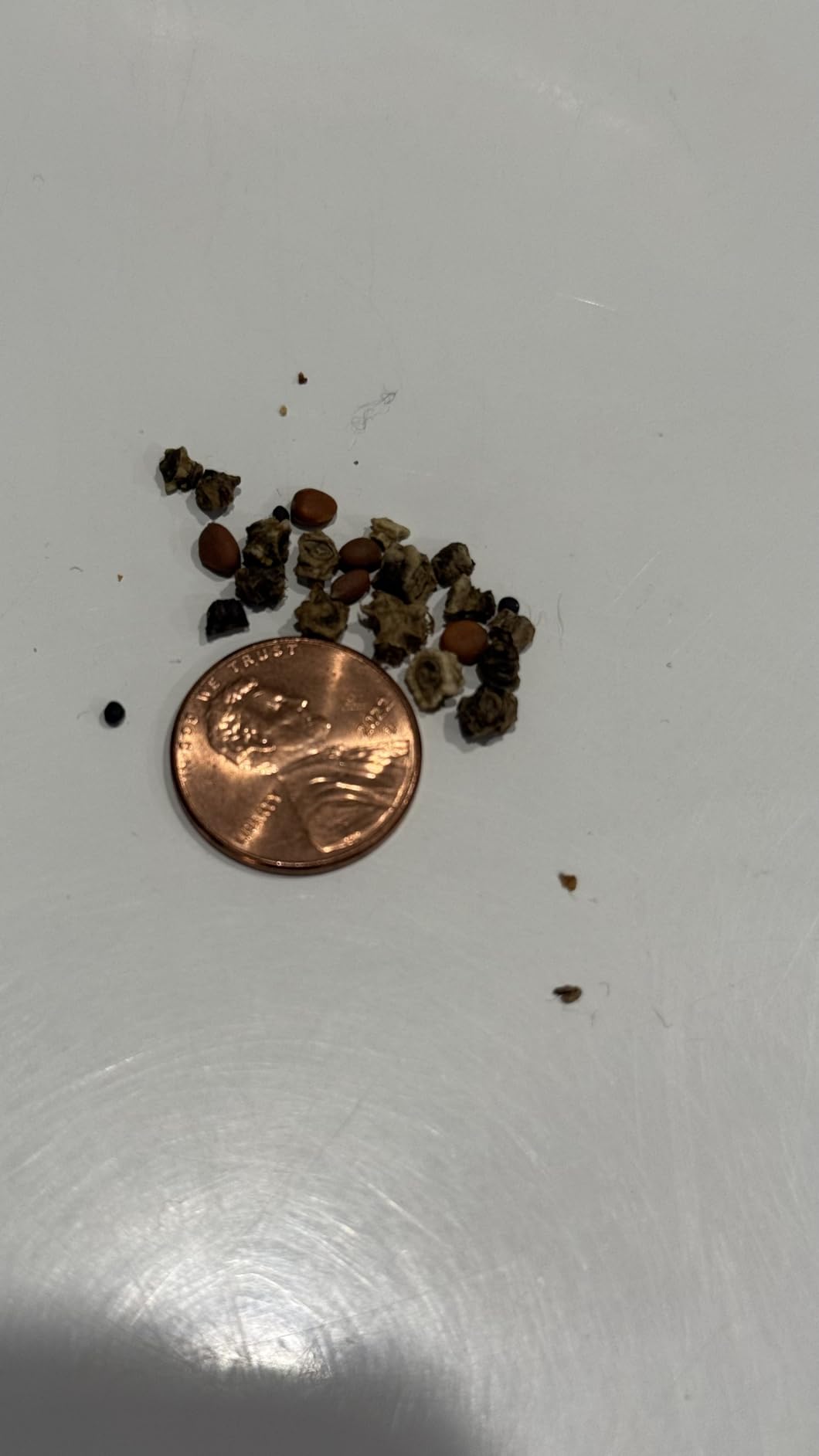 Big Bulbs, Bulk Fall Food Plot Seed Mix for Whitetail Deer & Wild Turkey, No Till & No Plow, Throw & Grow Radish, Turnip & Sugar Beet Seeds customer photo 2