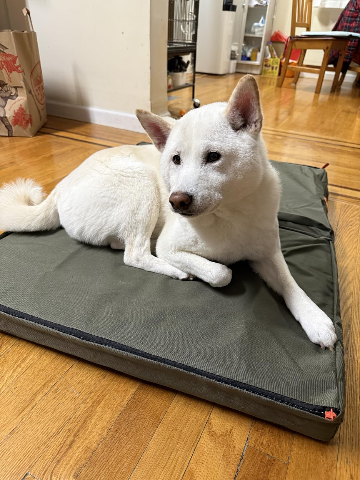 Laifug Foldable Waterproof Dog Bed for Large Dogs - Outdoor Orthopedic Dog Bed with Washable Removable Cover, Pet Mattress with Handles, Army Green, (36 x 27 x 3.5, inches) customer photo 1