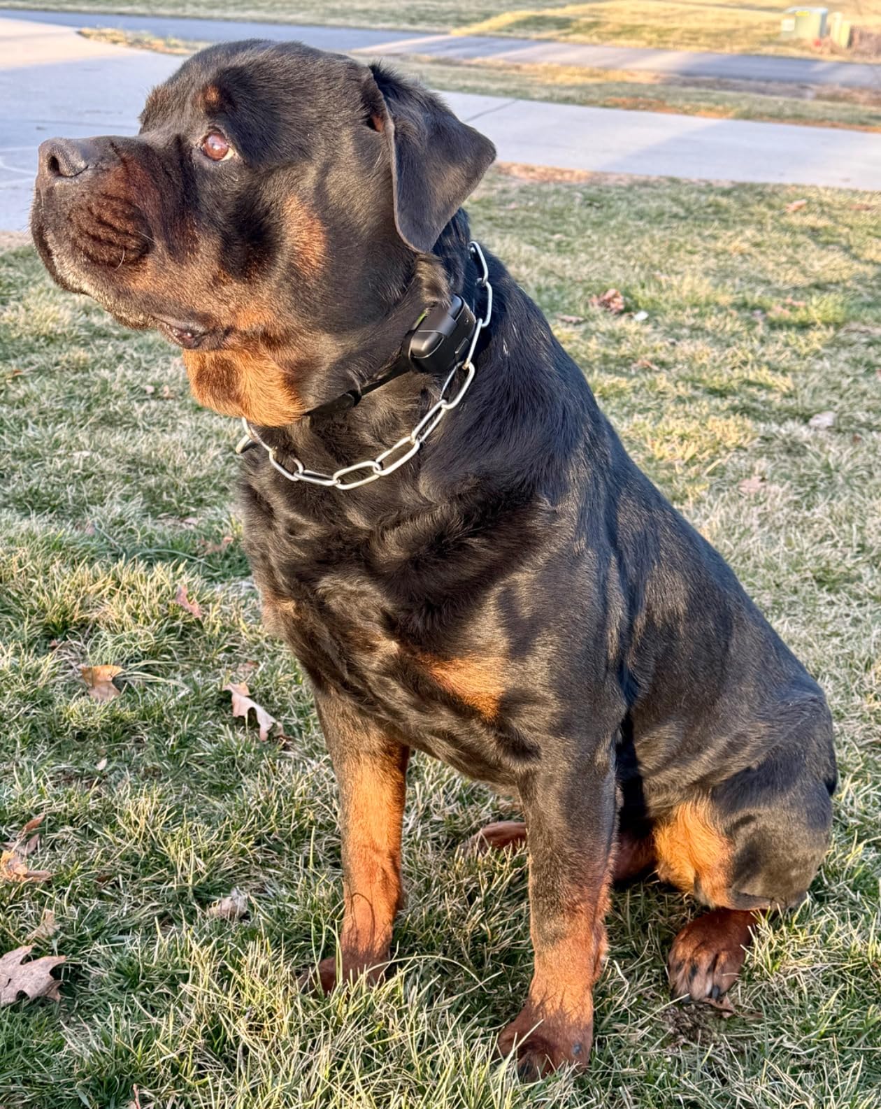 Dogtra 280X E-Collar with Remote [New Edition] 10 lbs+, 1/2 Mile Range, LED Light, 100 Levels of Precise Control for Stubborn Dogs, Waterproof, Boost for Quick Recall, Vibration, Safety Lock & Tone customer photo 2