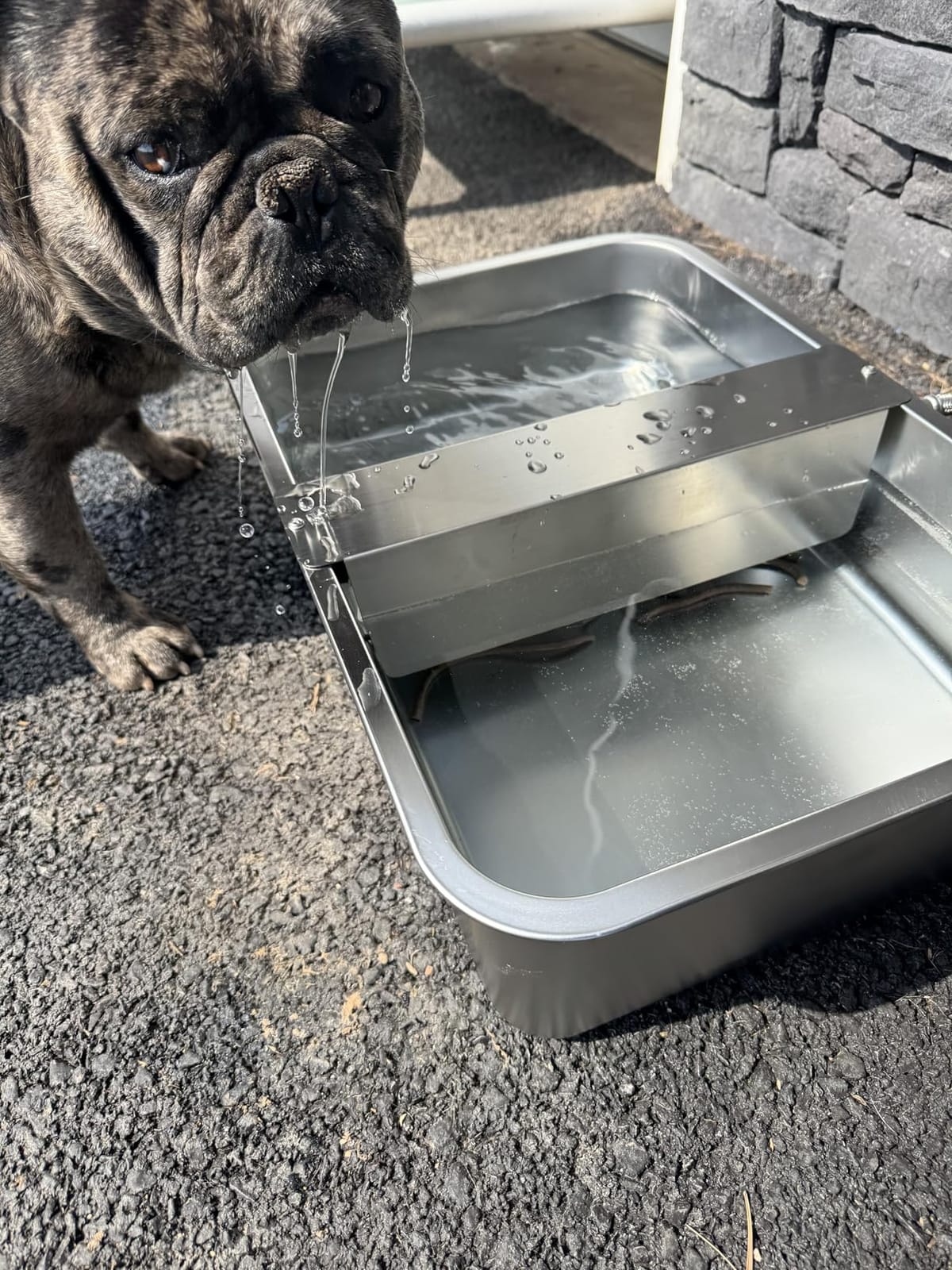 3 Gallon Automatic Dog Water Bowl Dispenser Outdoor Dog Waterer | Stainless Steel Outside Large Self Filling Auto Water Bowl for Dogs Cats Pets Livestock Chicken customer photo 2