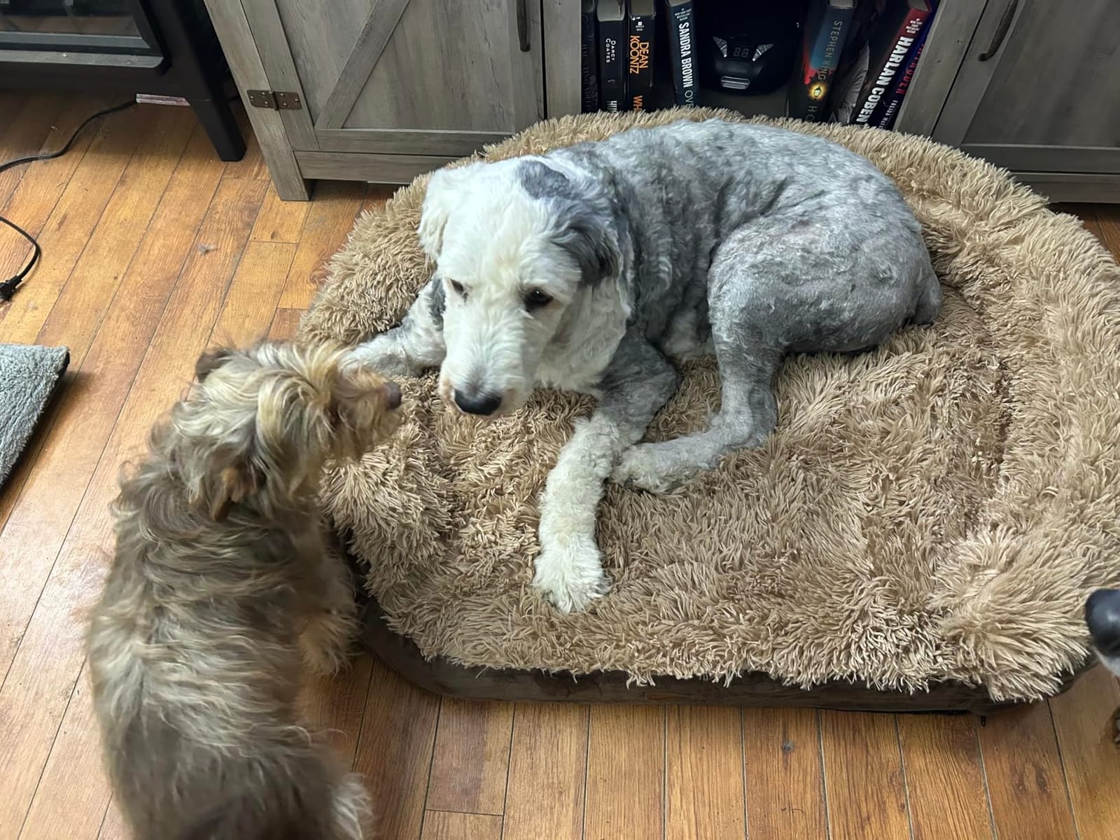 iweepet Fluffy Calming Orthopedic Dog Beds for Large & Extra Large Dogs, Supportive Dog Sofa Bed with 3.7 inch 28D Egg-Crate Foam, Removable Washable Plush Cover, Waterproof Lining, 44'', Grey customer photo 1