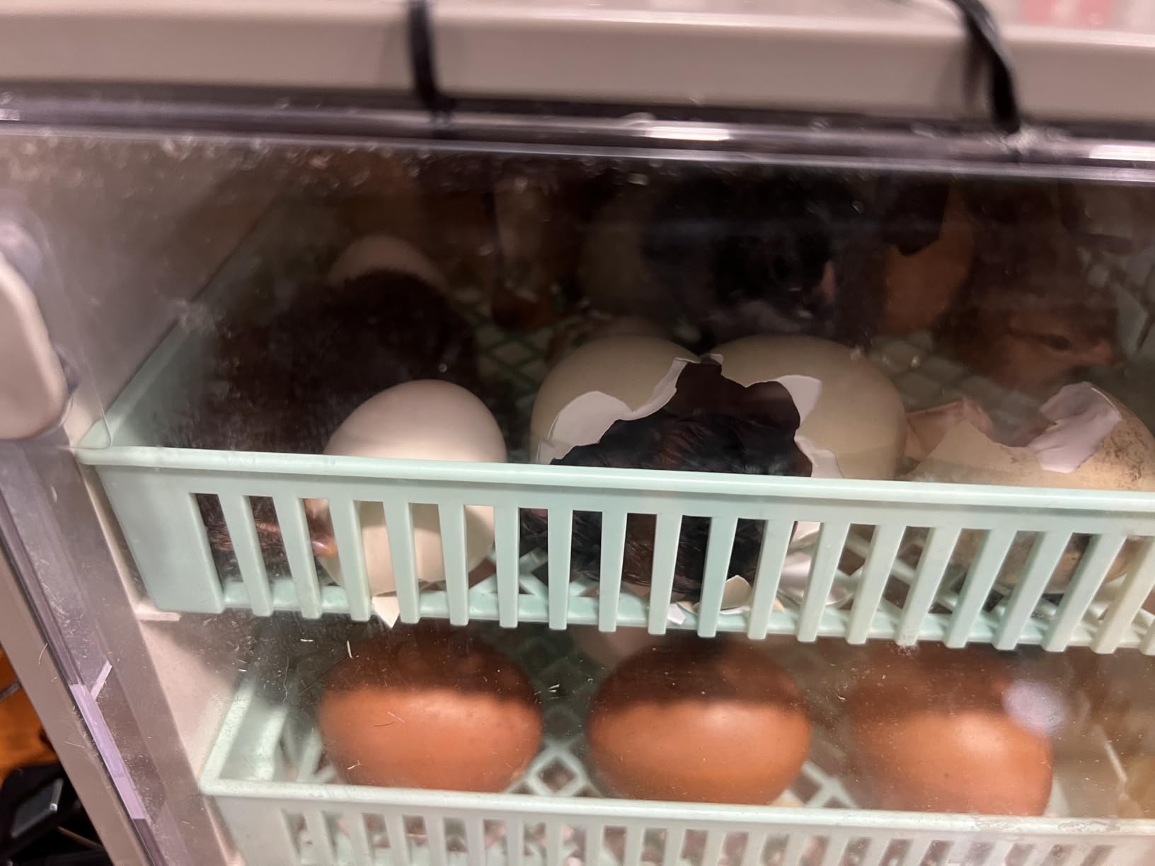 Cabinet Incubators for Hatching Eggs, 24 Egg Incubator | Automatic Turning, Temperature & Humidity Control, Temp Display, for Chicken Duck Quail Goose Pigeon customer photo 1